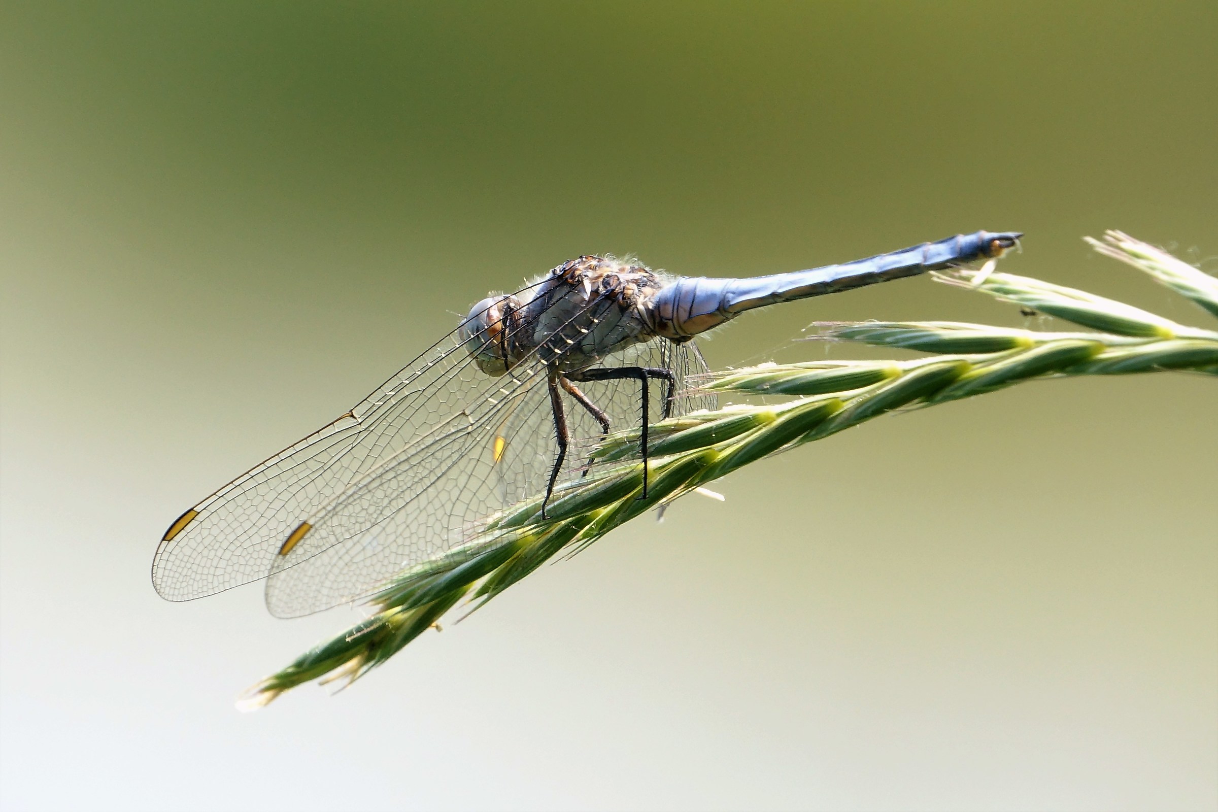 dragonfly