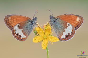 Coenonympha arcania