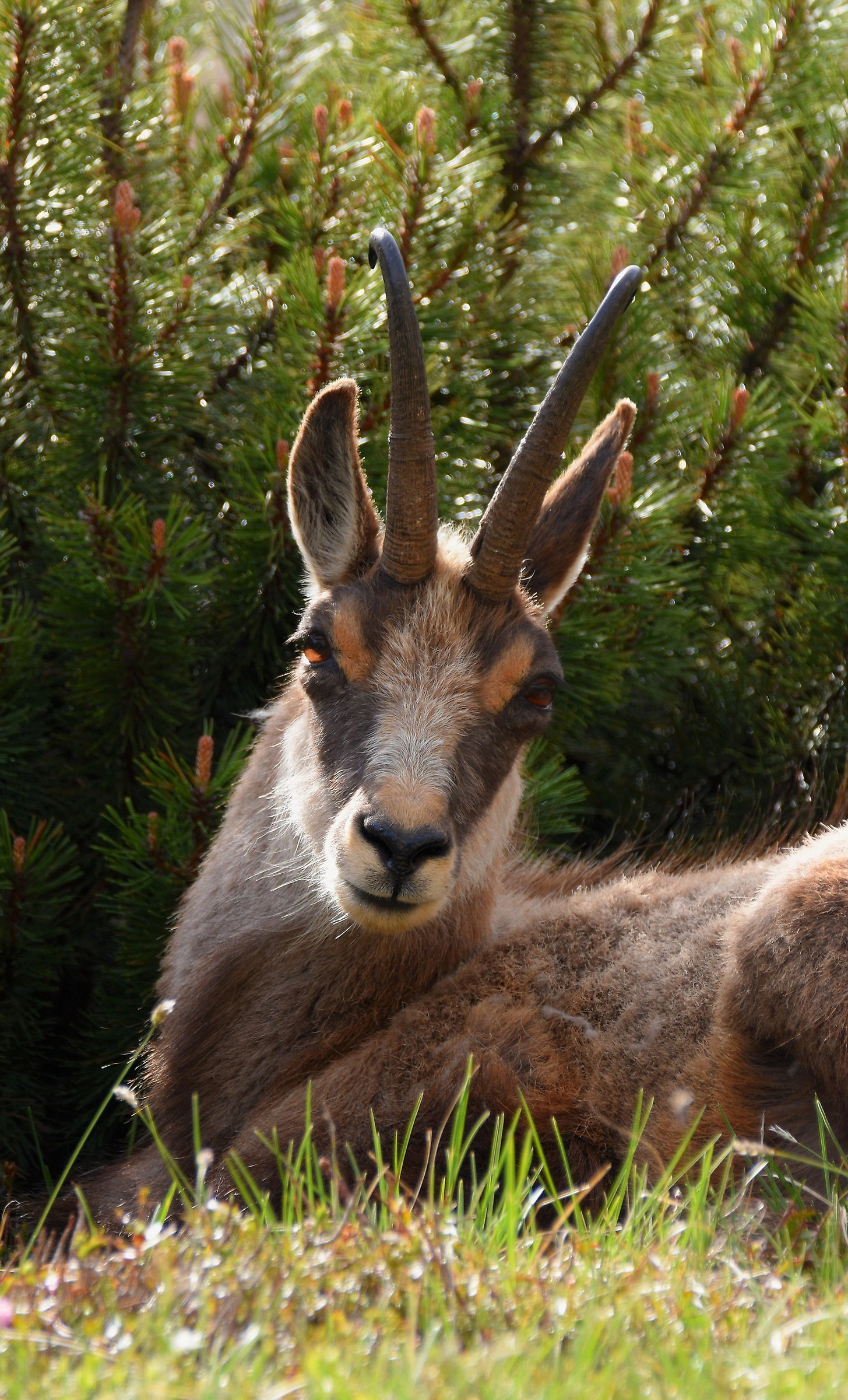 Portrait of Alpine Camoscio