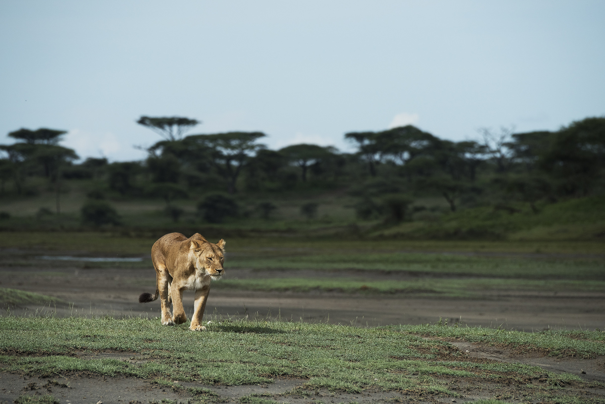 Tanzania 2017 - Spot