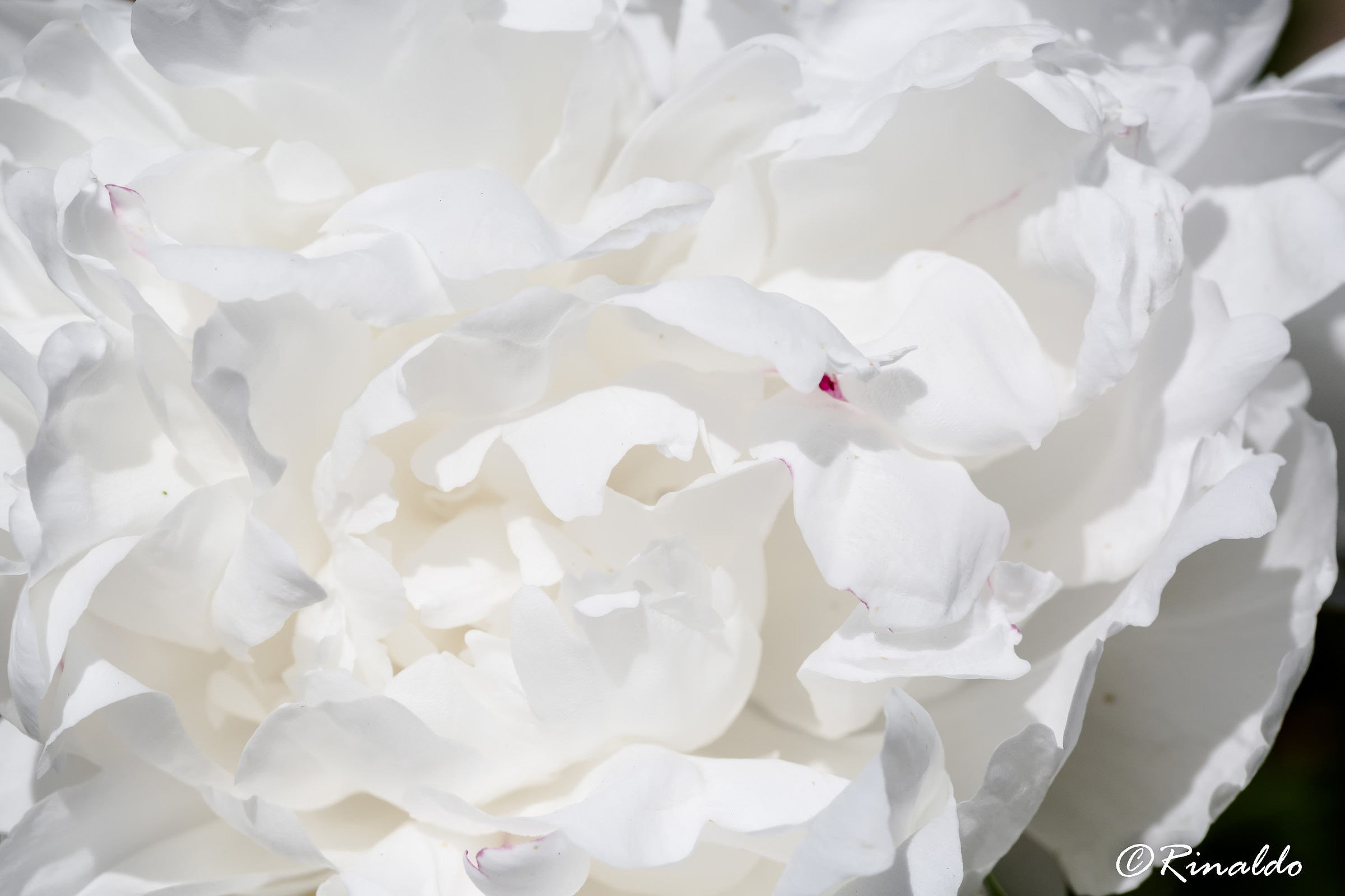 Almost a caress of nature ... White.