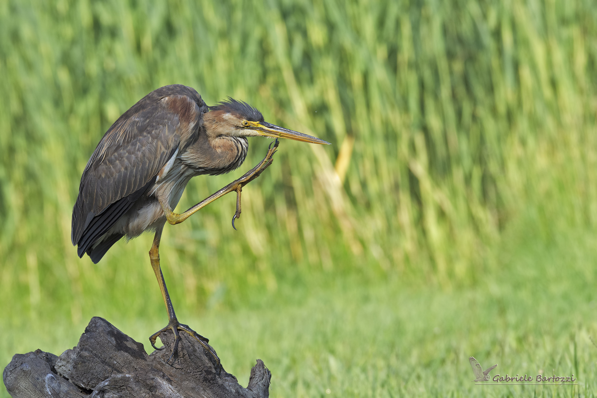 airone rosso (Ardea purpurea)