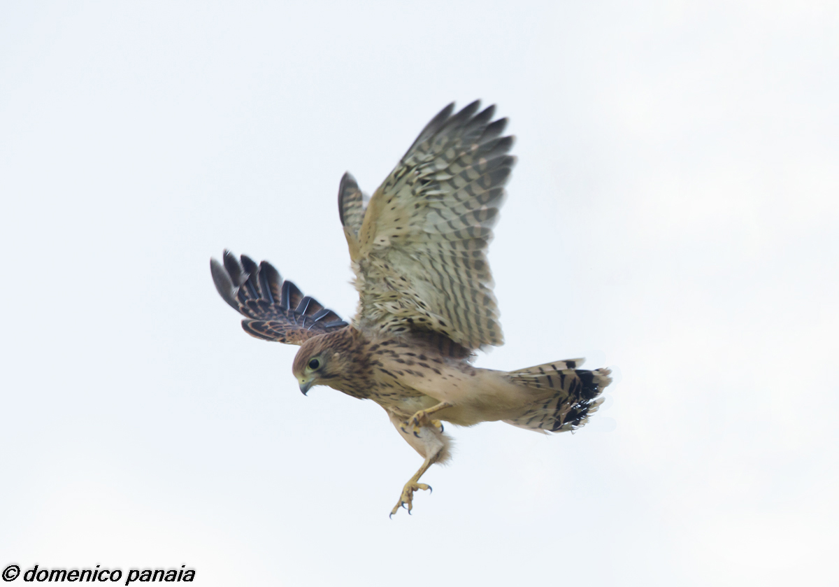 Young kestrel (flight tests)
