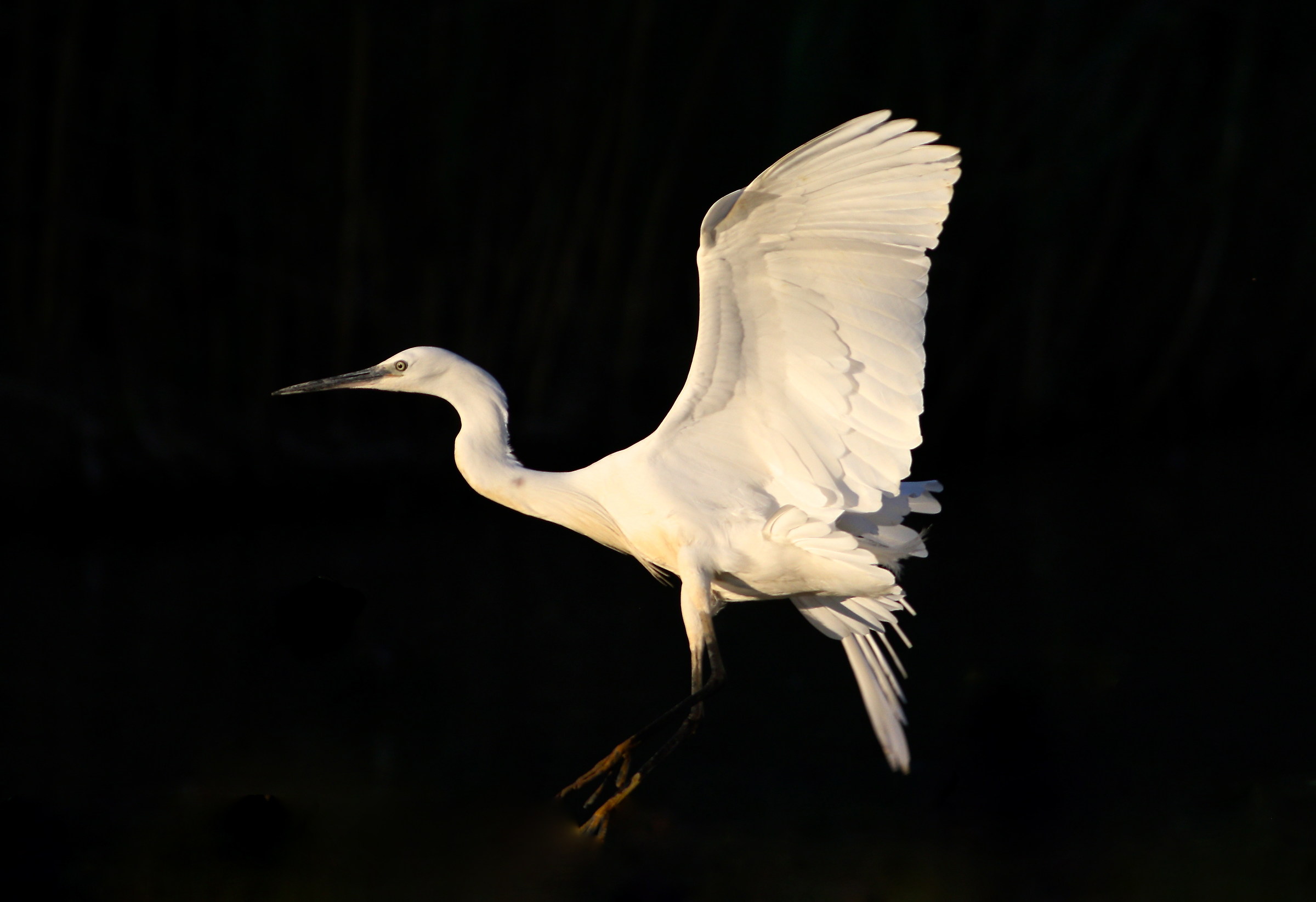 Illuminated Garzetta