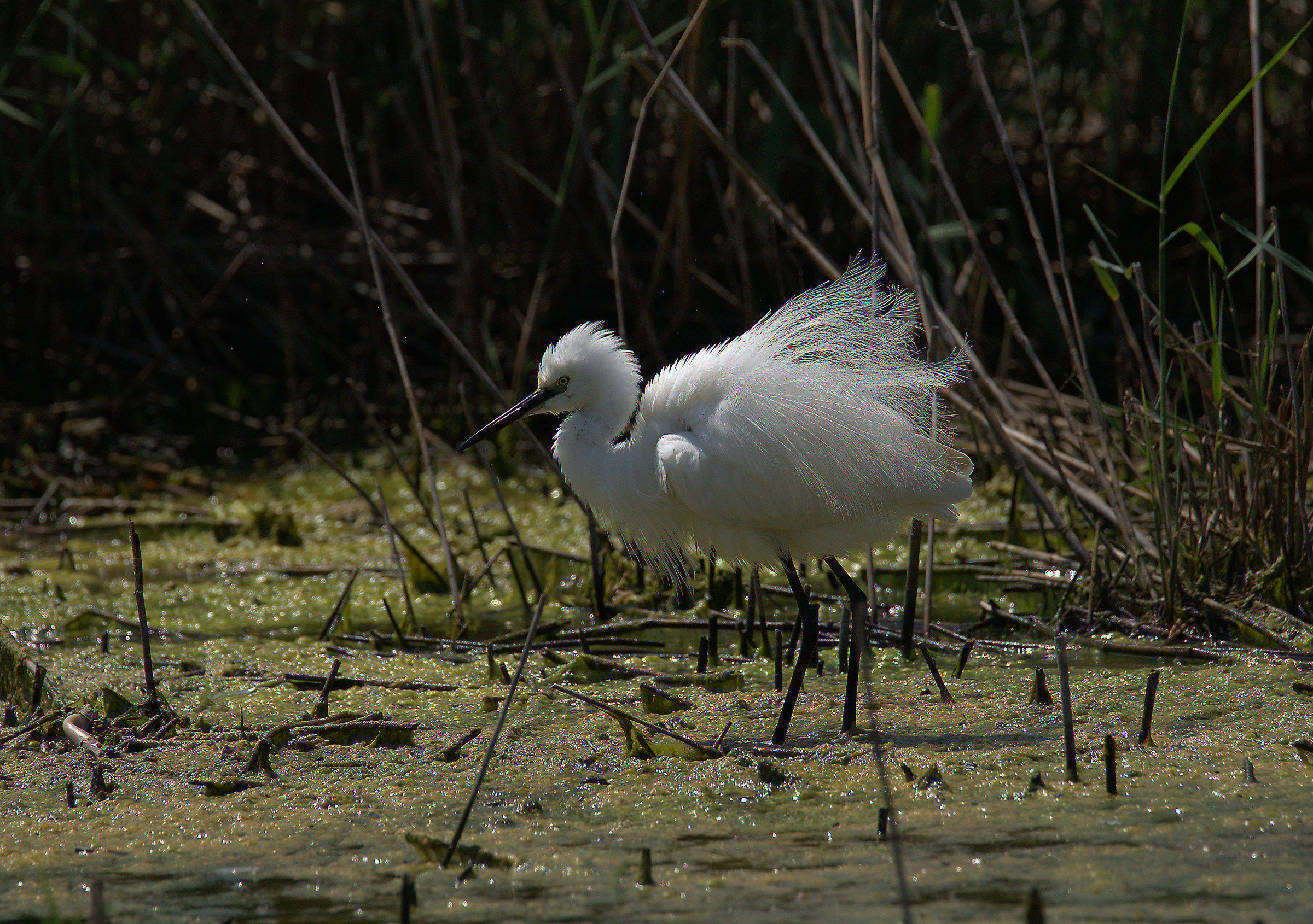 Egret
