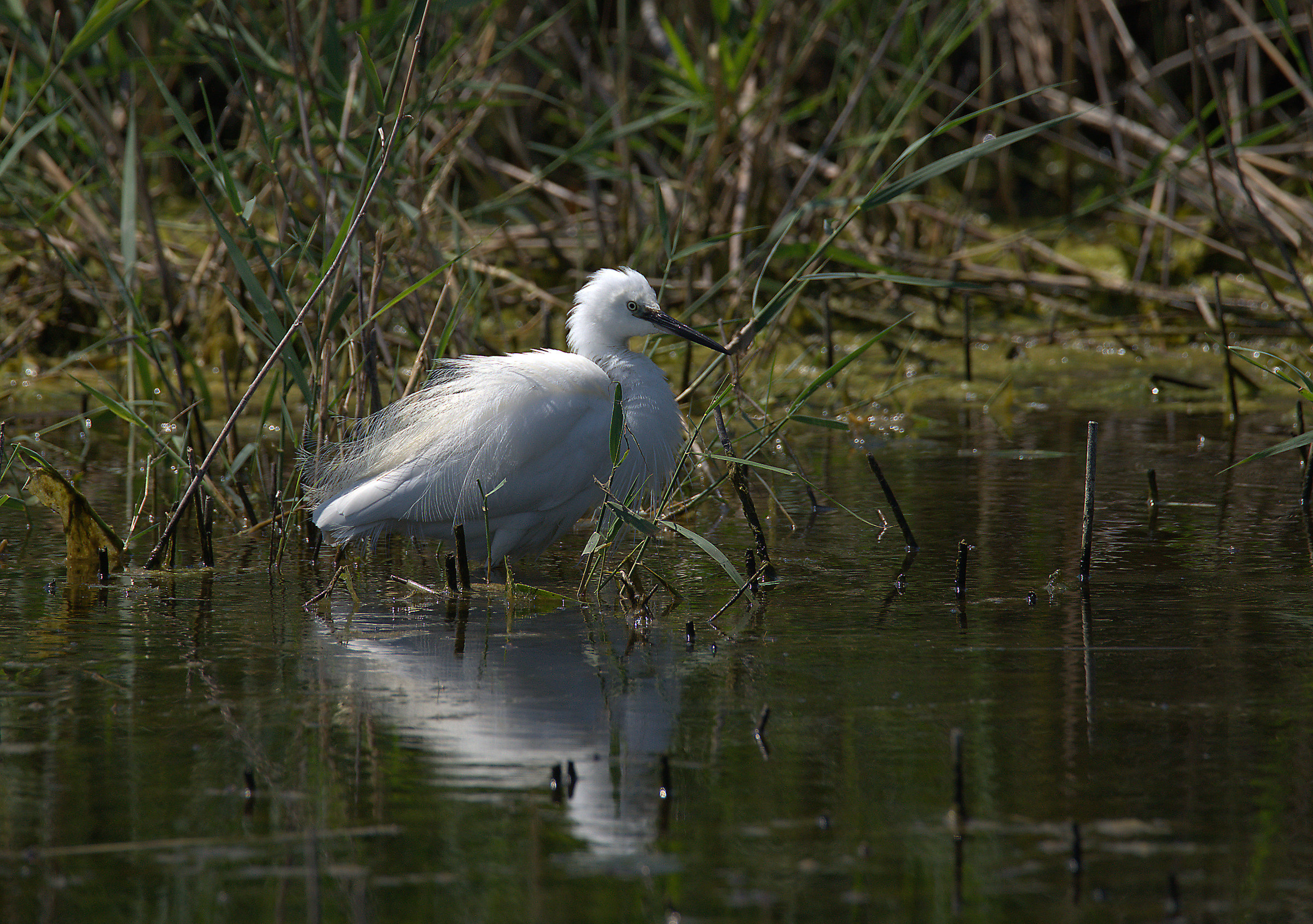 Egret