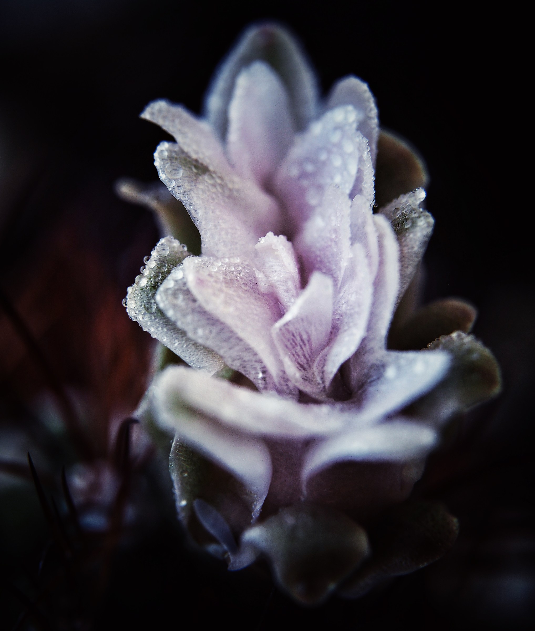 Delicate and sensual nature