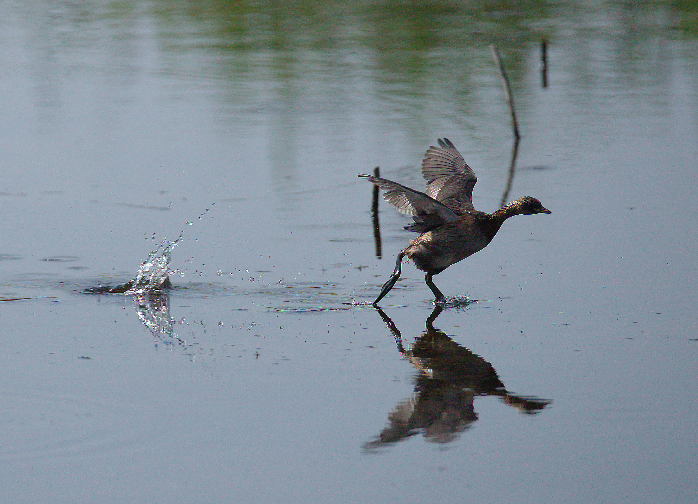 Little Grebe