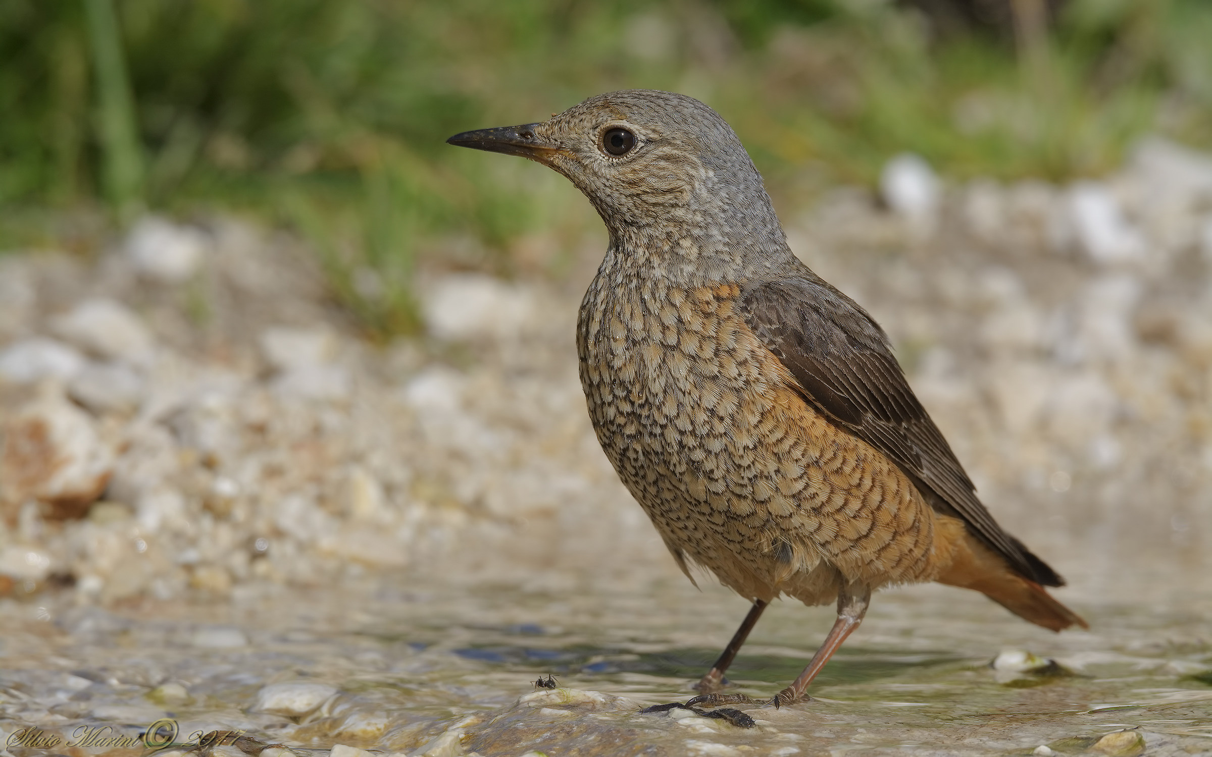 Codirossone (Monticola saxatilis) femmina