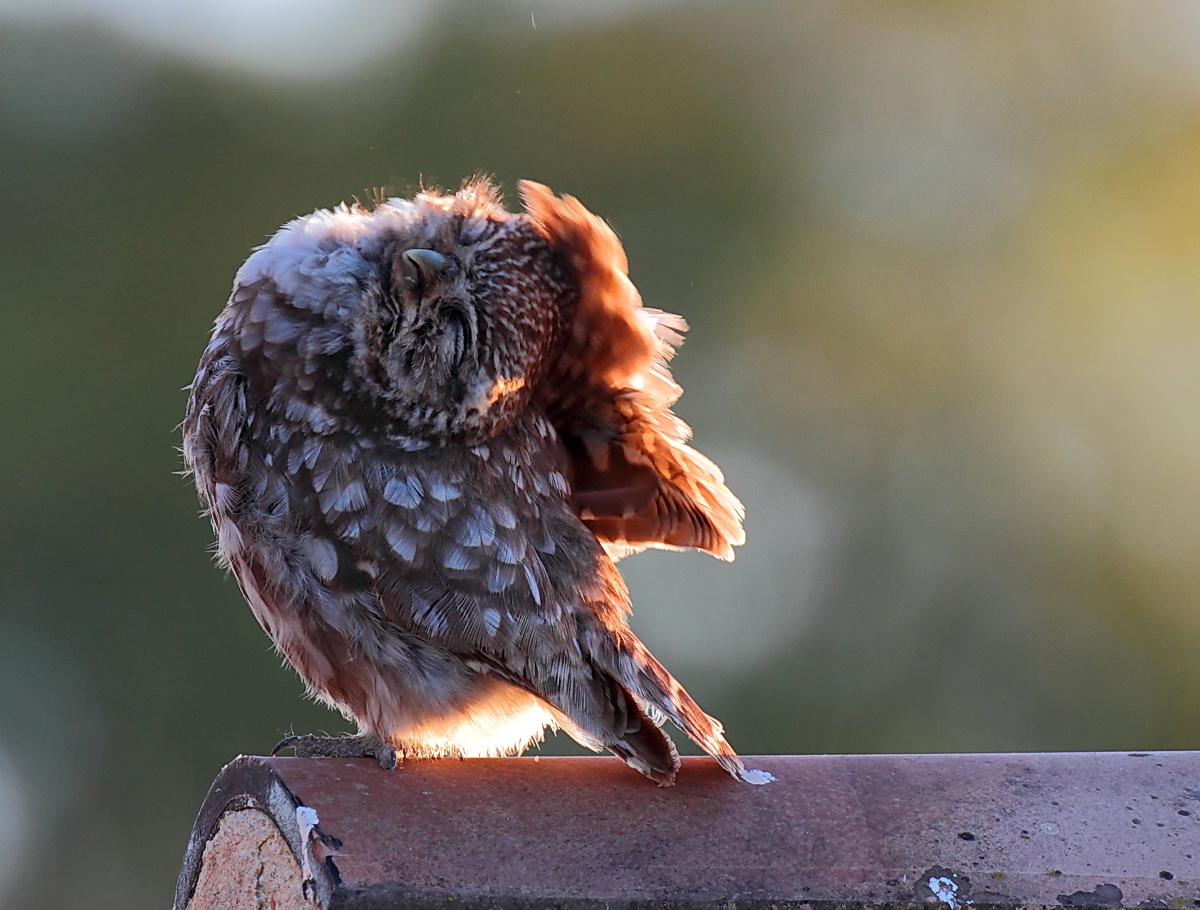 Stirachiatine before hunting