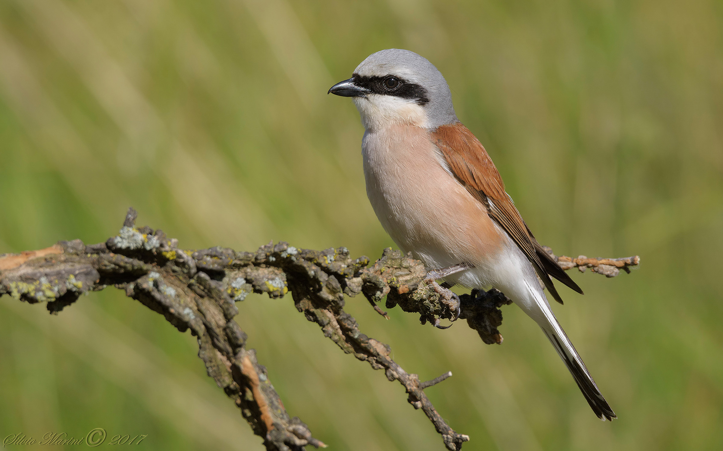 Averla piccola (Lanius collurio) maschio