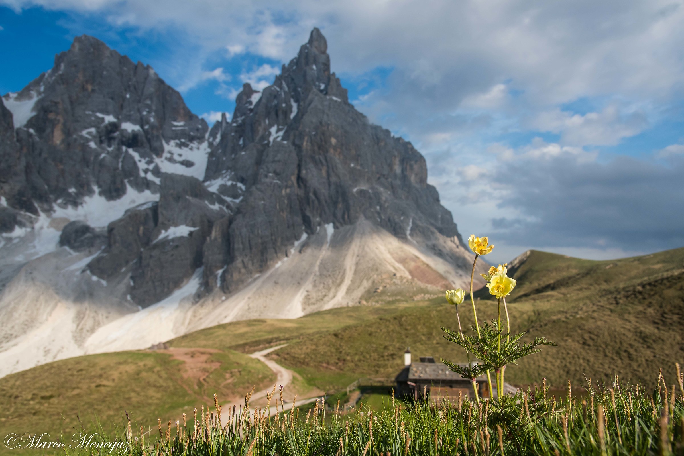 Fiori a Baita Segantini