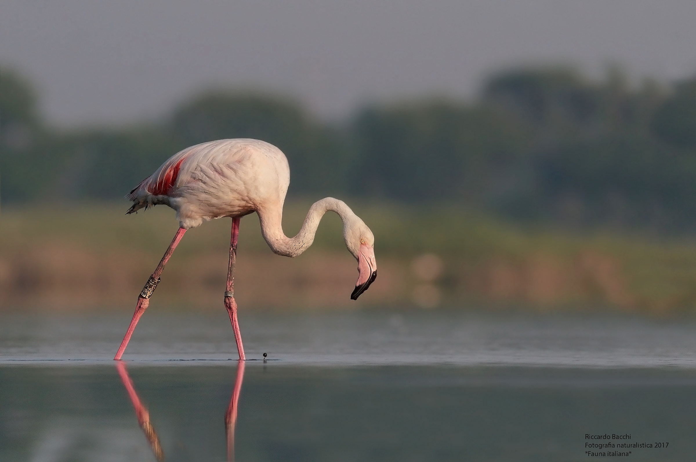 Fenicottero Rosa e salicornia