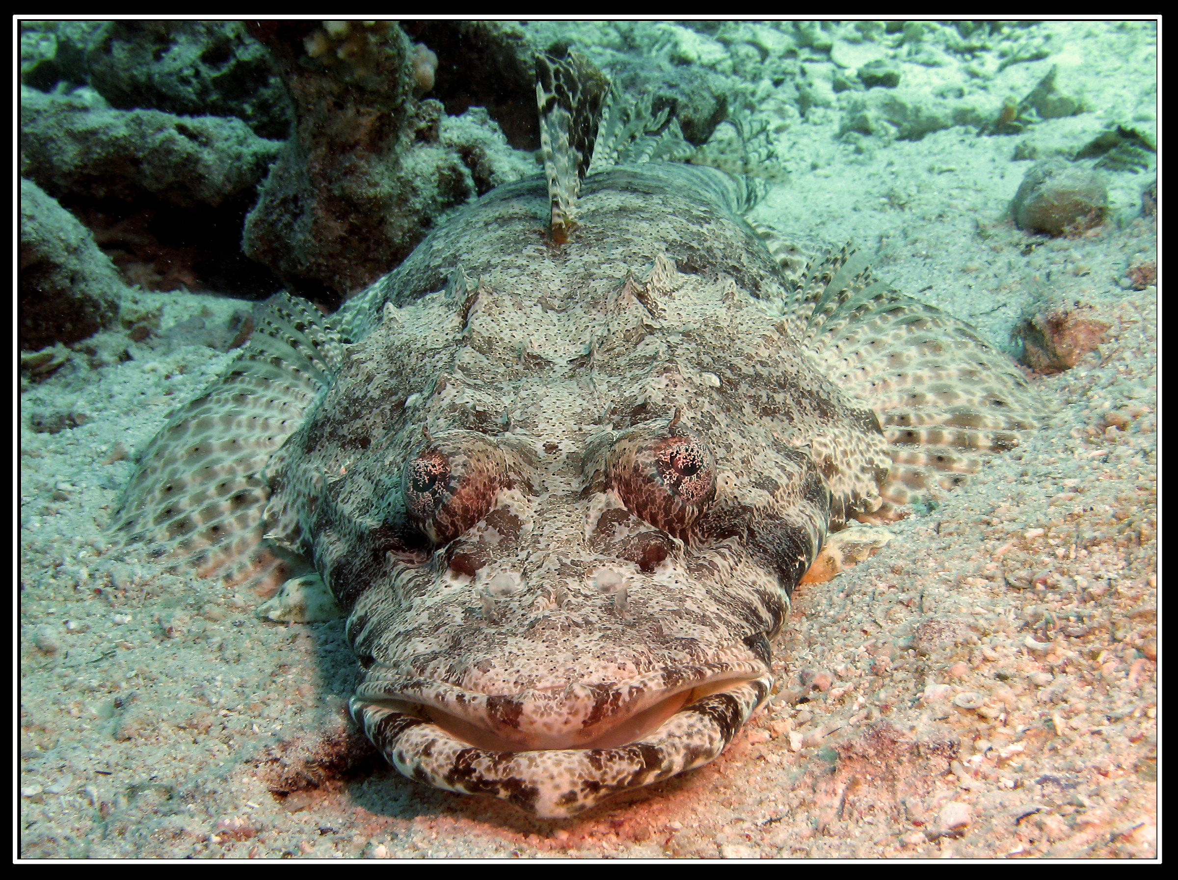 Crocodile fish