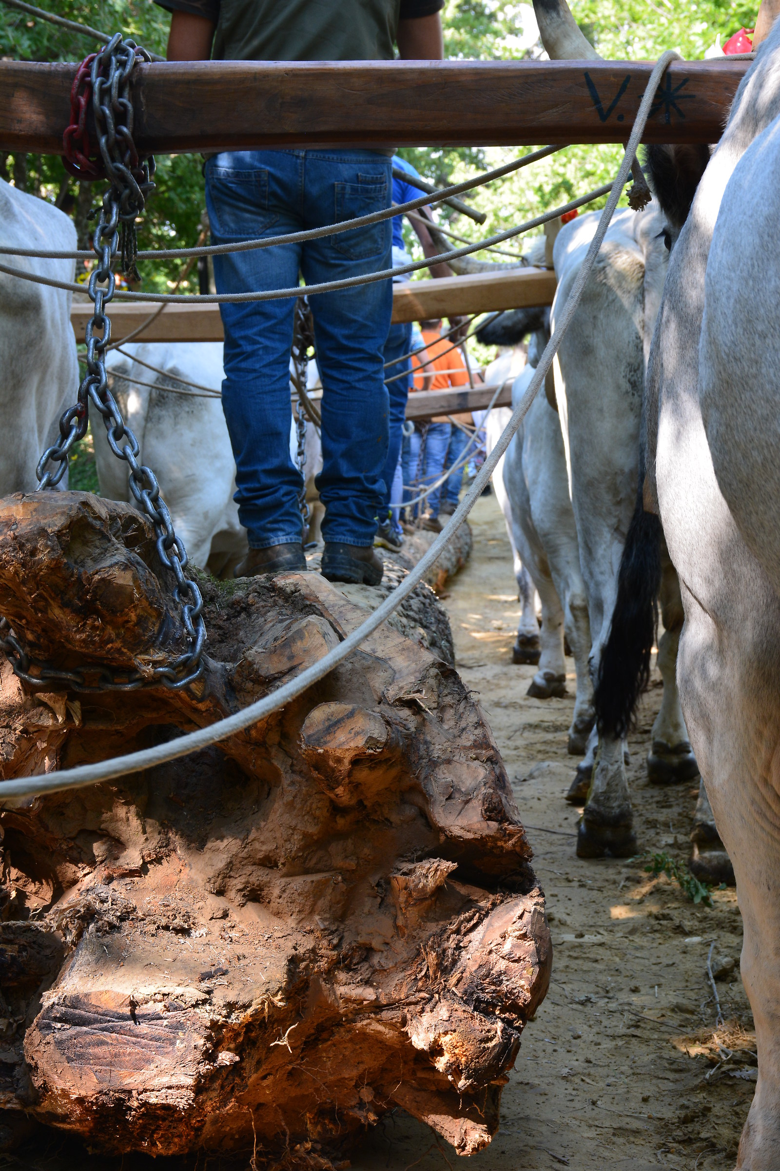 Men and Country Horses
