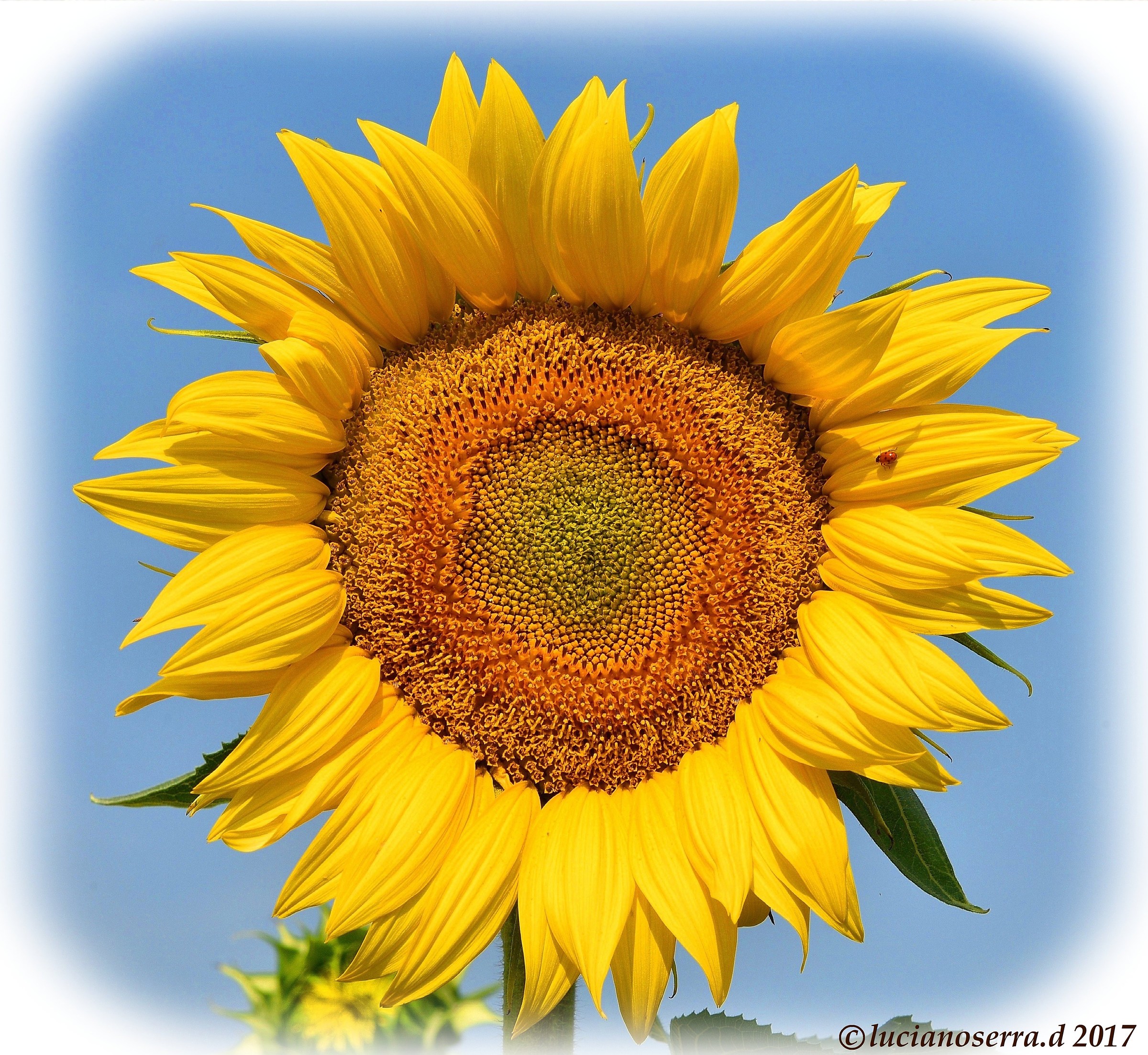 Girasole... proprio bello come il Sole...