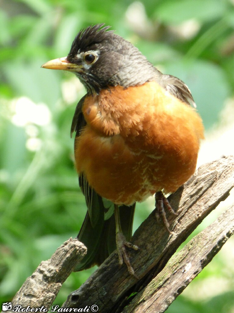 Turdus migratorius (American Robin)