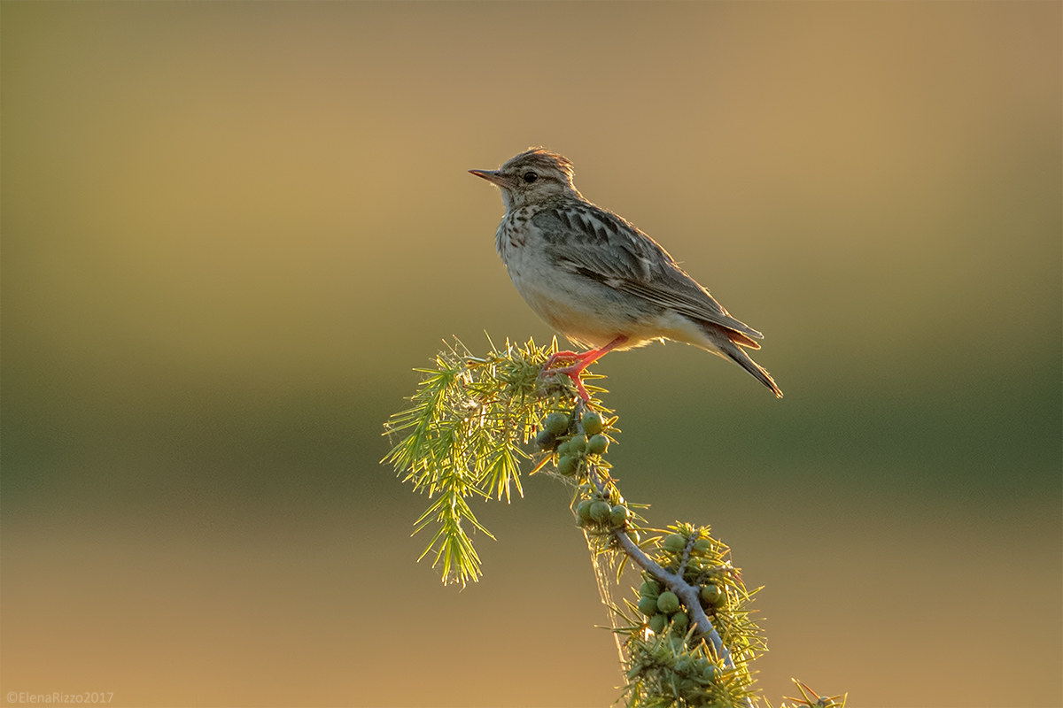 Woodlark