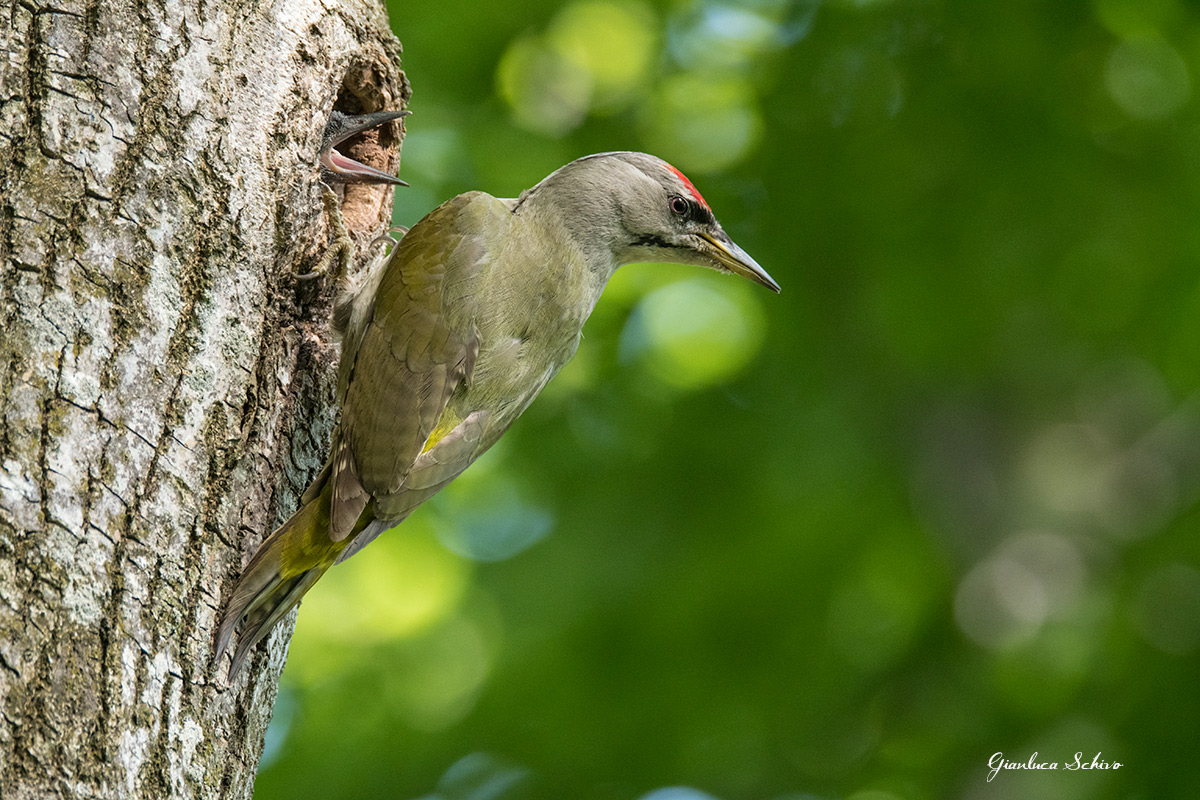 Green Woodpecker