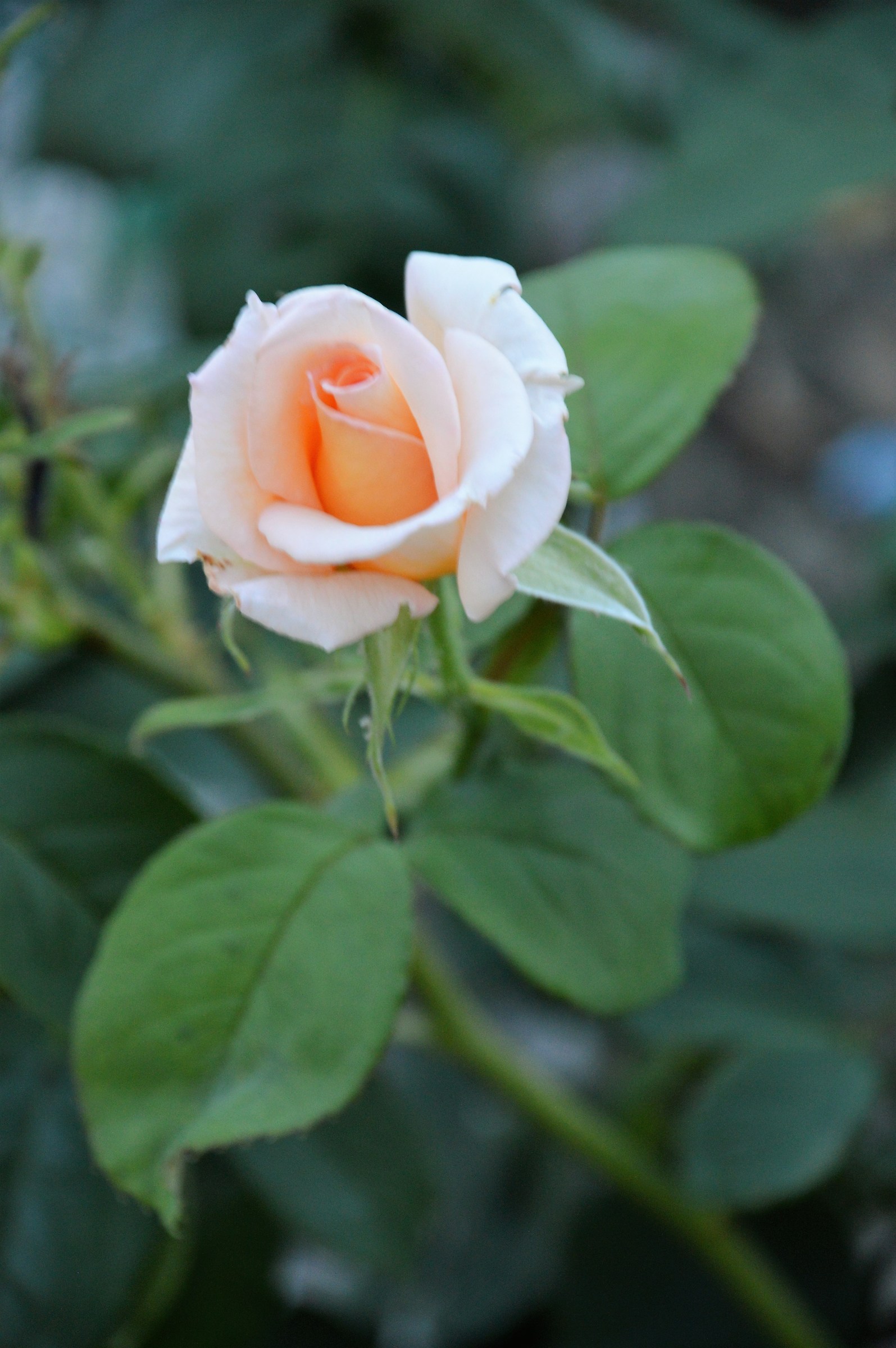 My favorite subject - the rose