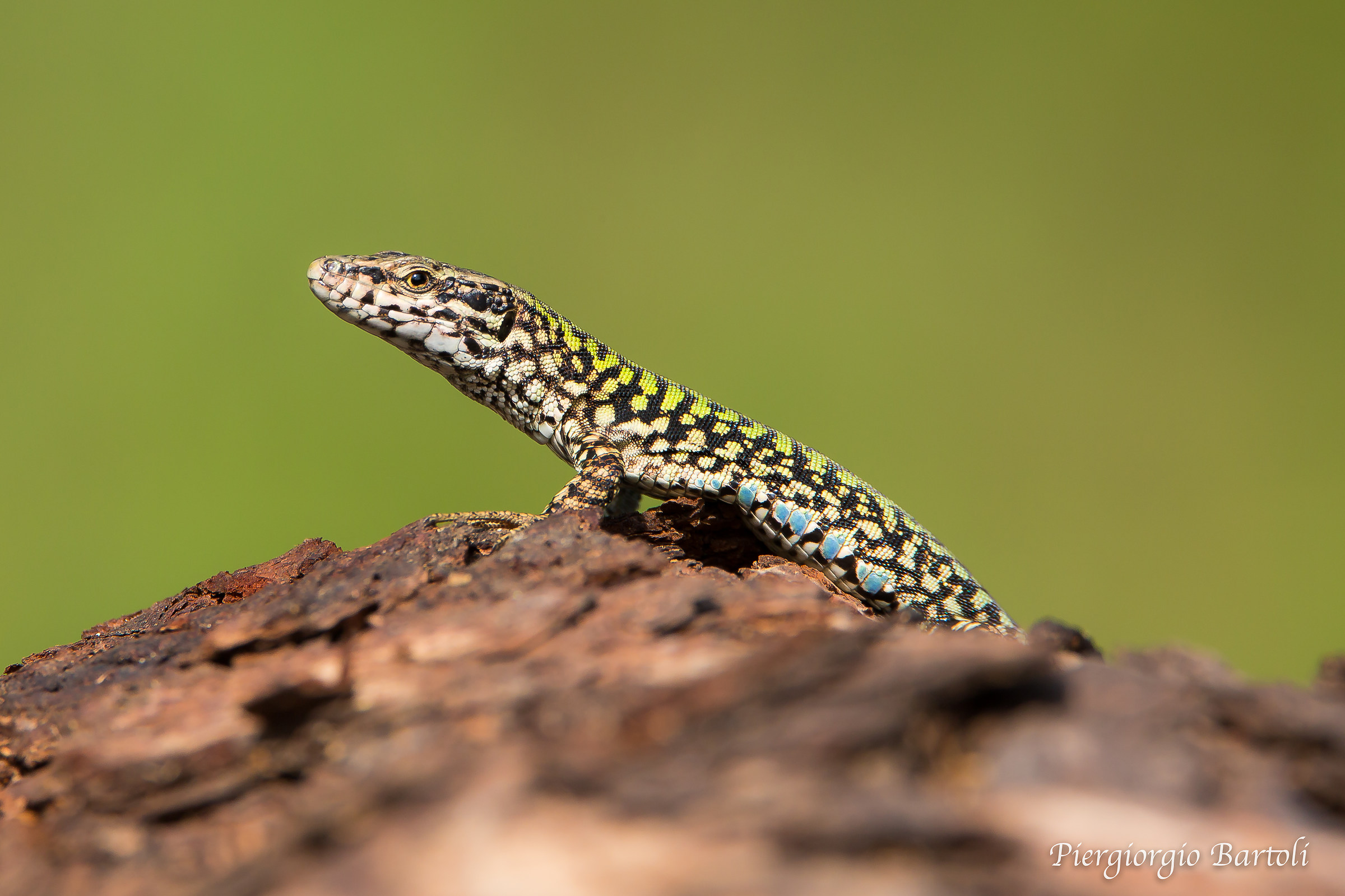 Male lizard lizard