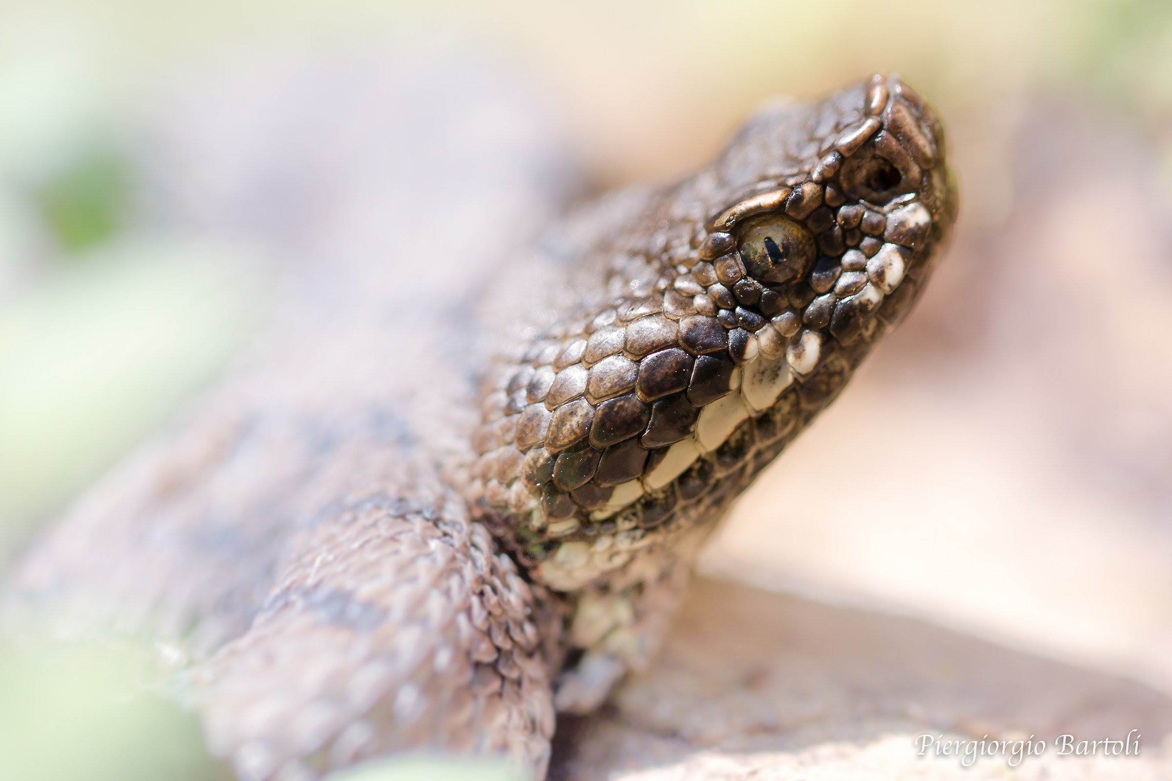 Vipera aspis maschio