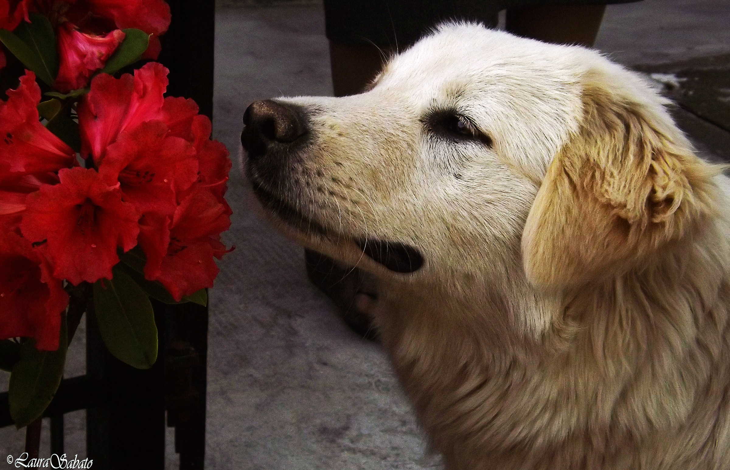 Unconditional Love for Nature