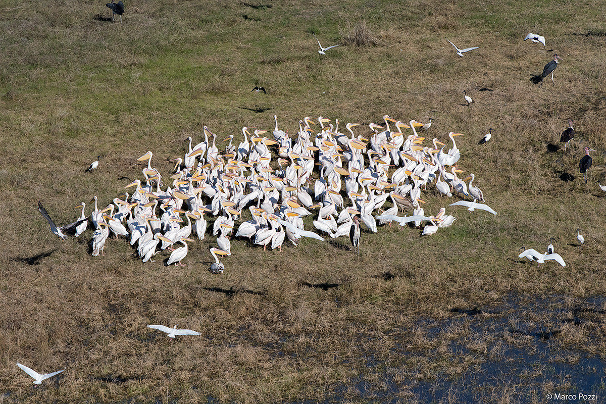 Pelicans of the Delta