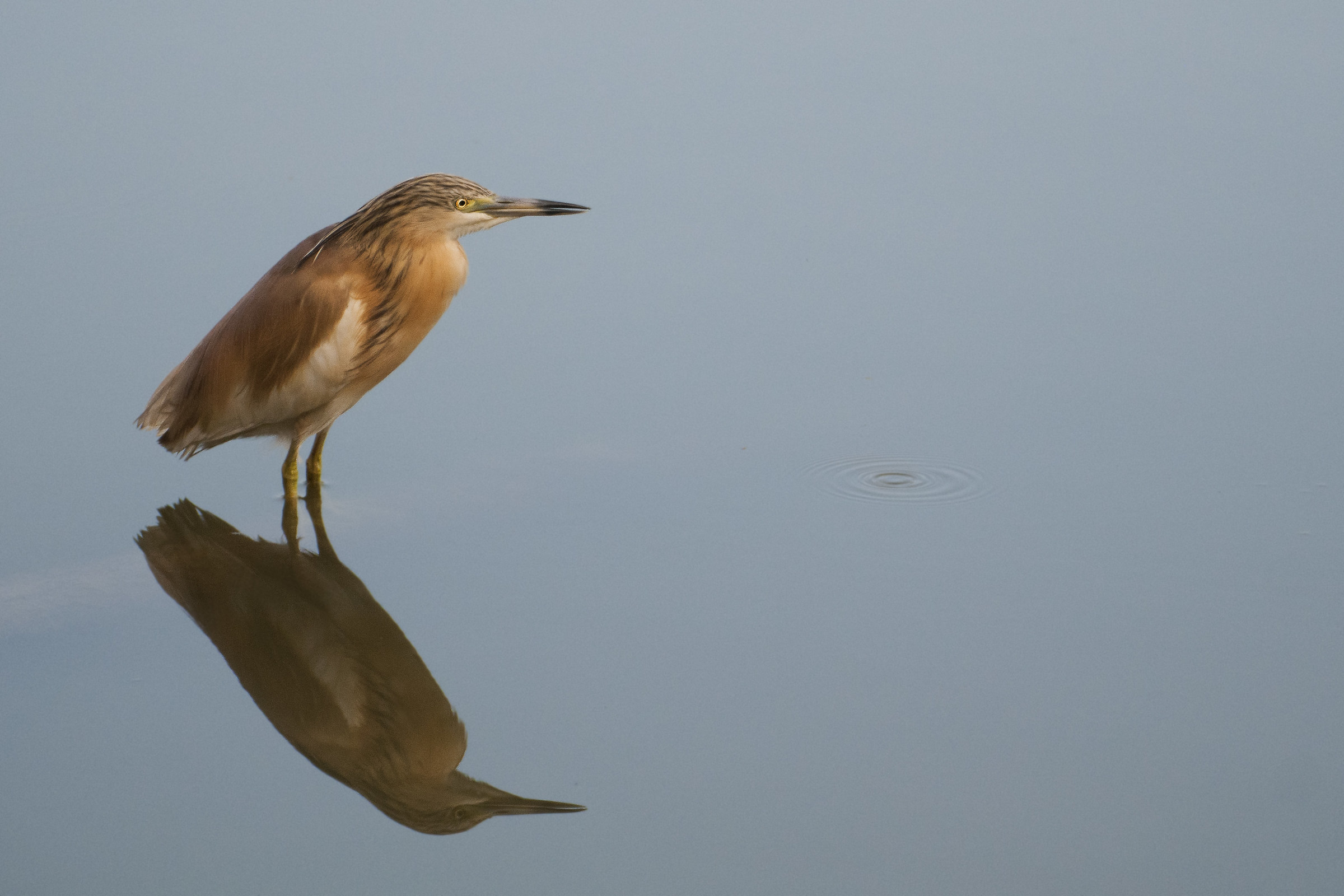 Shrub Sgarza (Ardeola ralloides)