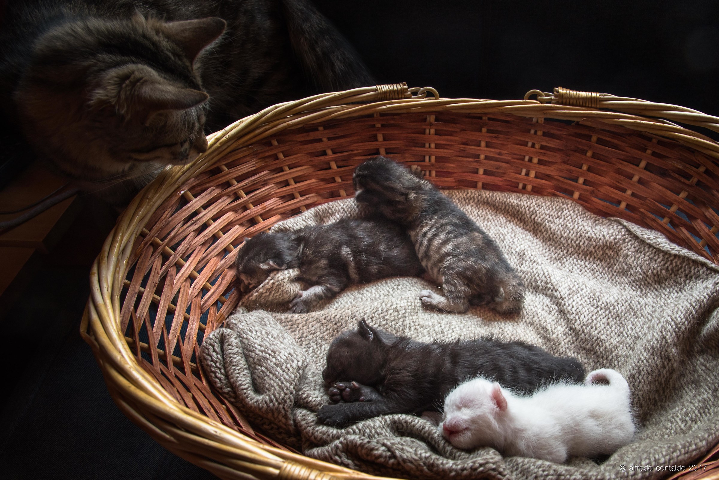 The gang of dormiglioni