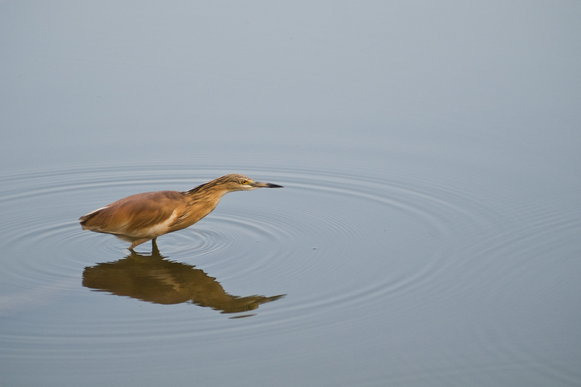 Shrub Sgarza (Ardeola ralloides)
