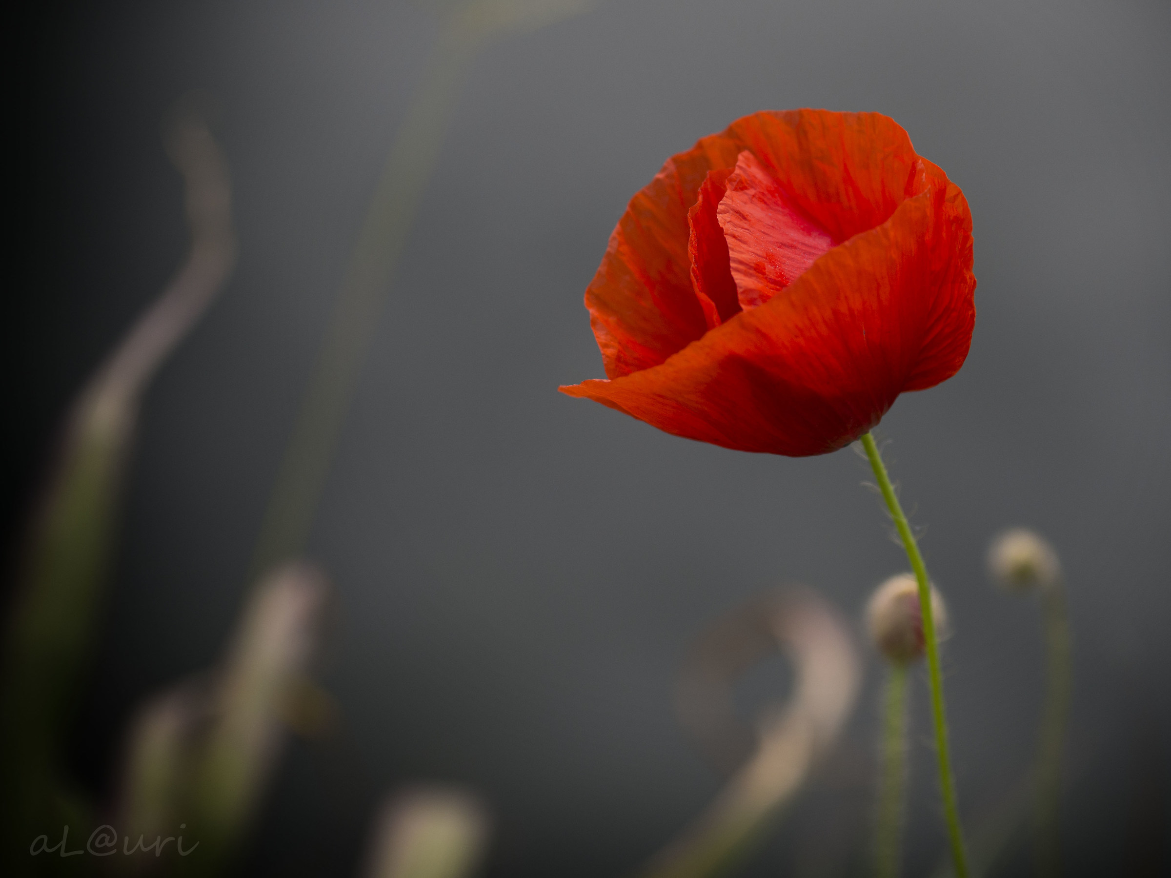 Poppy on Naviglio