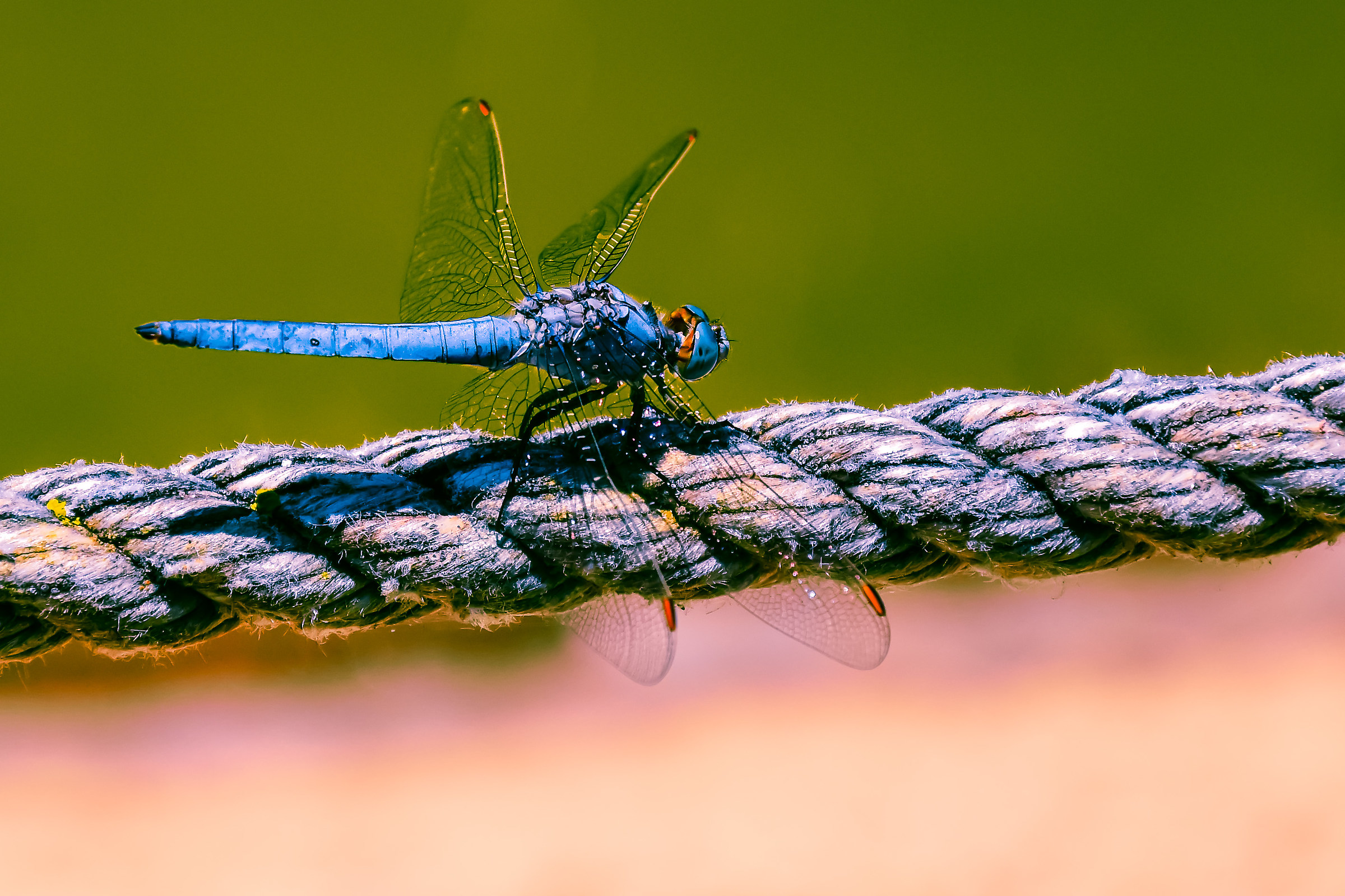 libellula blu