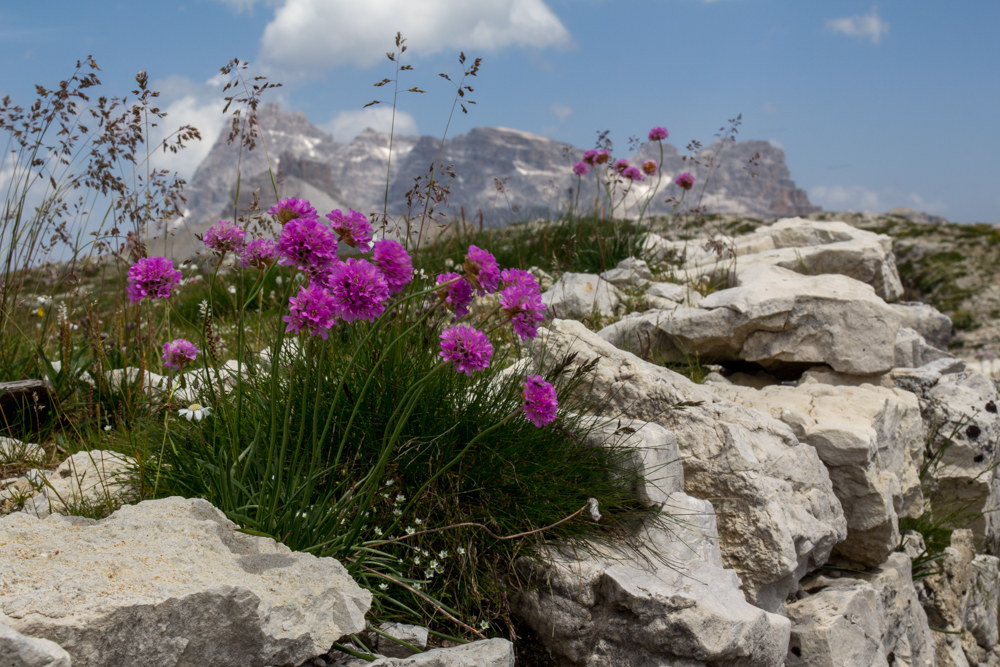 Alpine Flowers