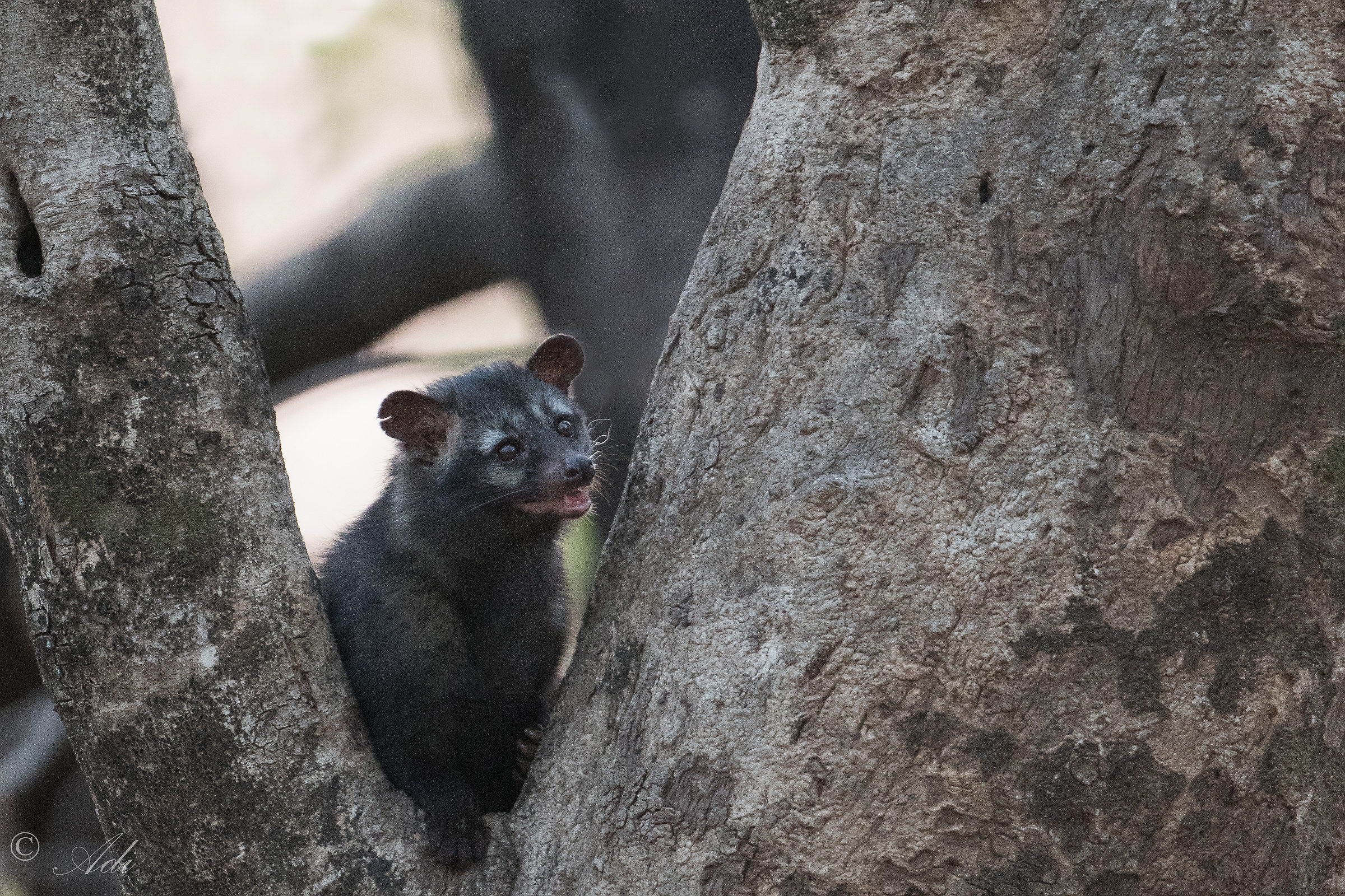 Asian Palm Civet Cat