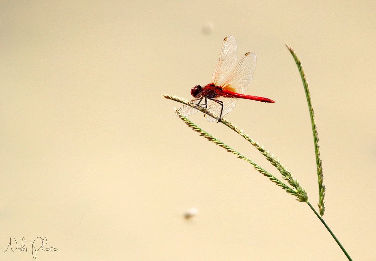 Red DragonFly