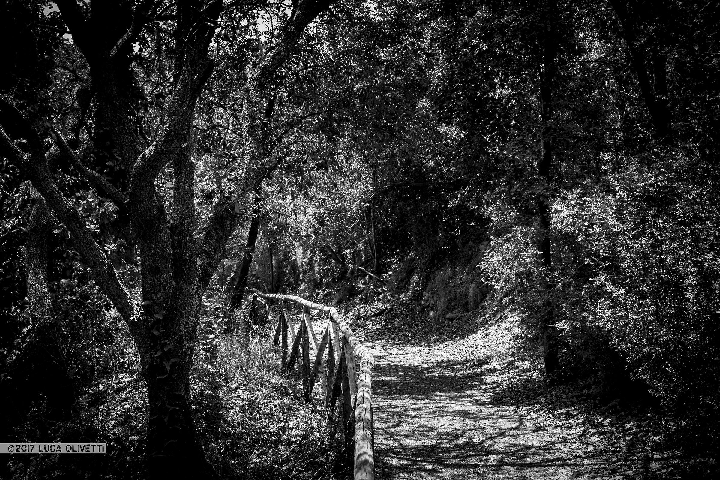 Bosco di lecci nel Golfo di Napoli