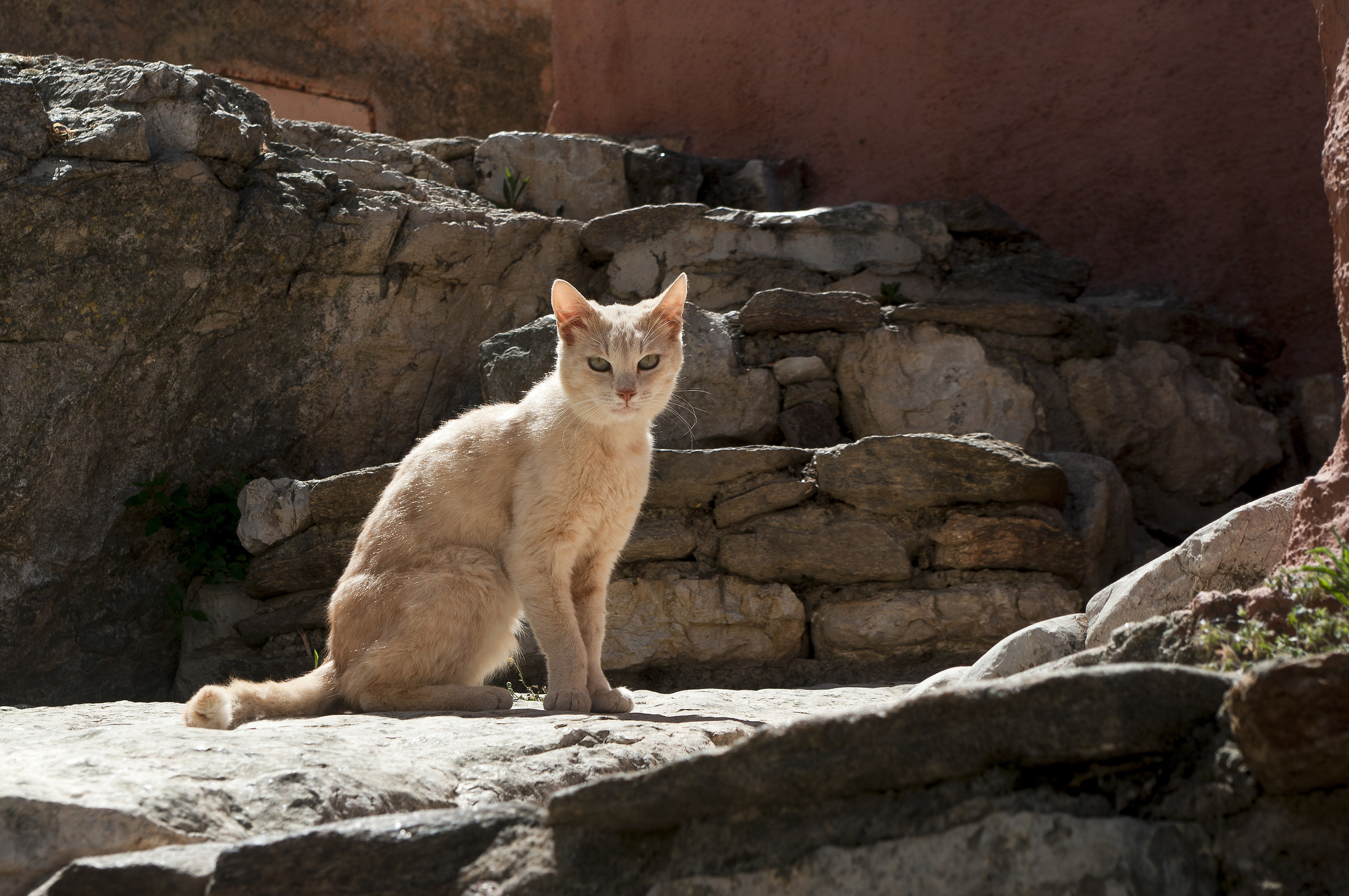 The Posada tiger (nu)