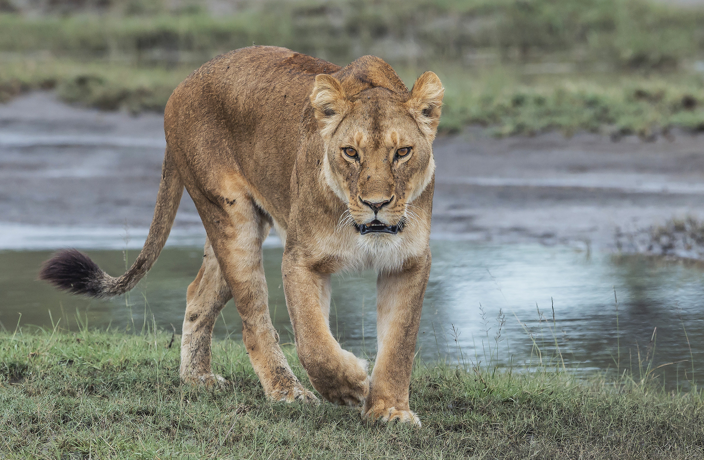 Tanzania 2017 - Liones