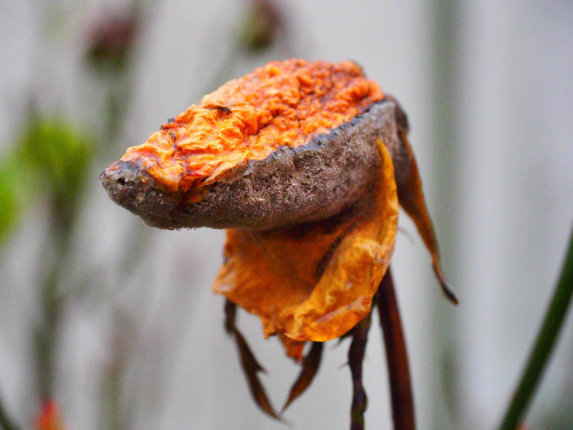 He had a saffron collar.