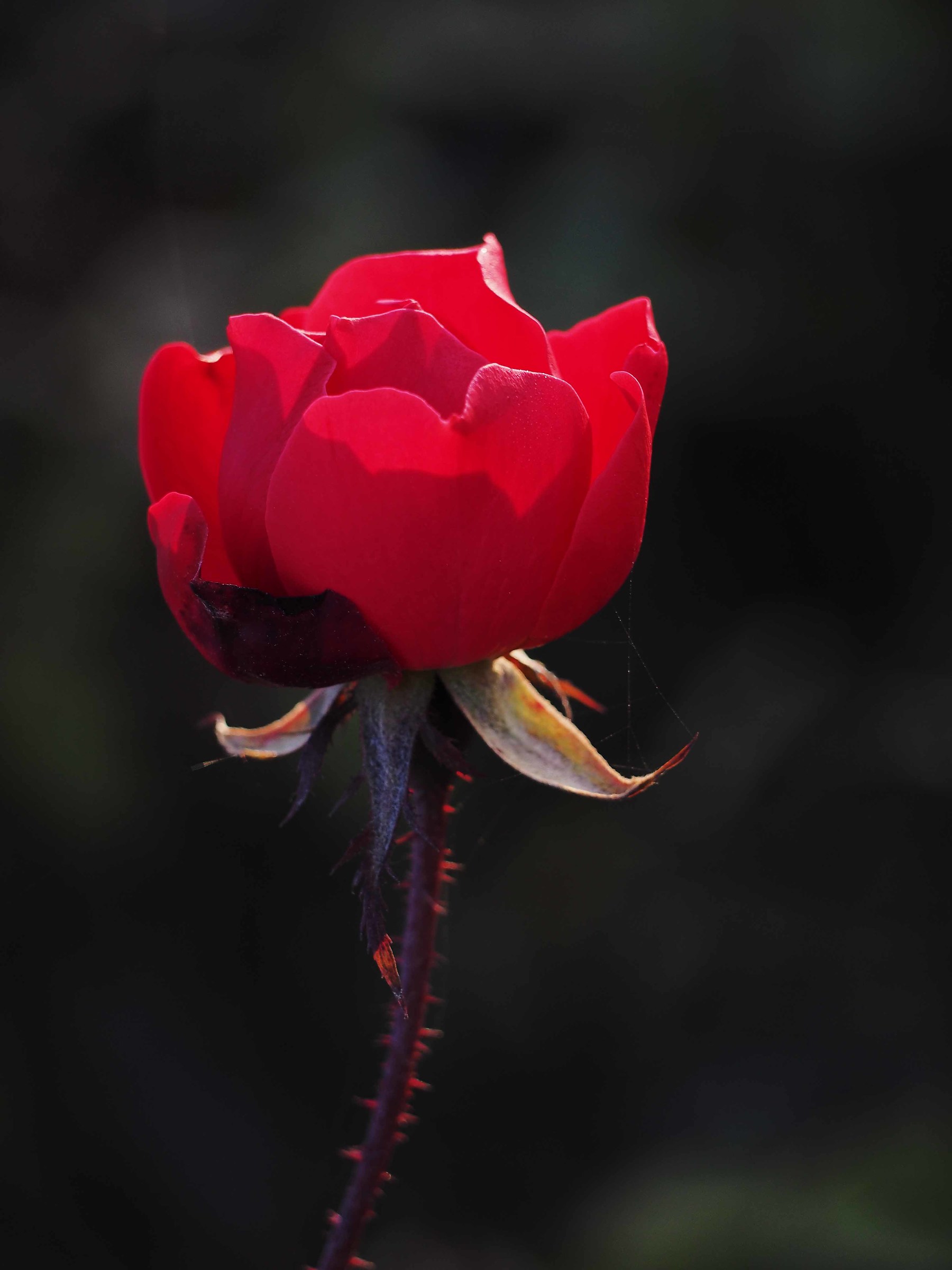 The pink like the thorns