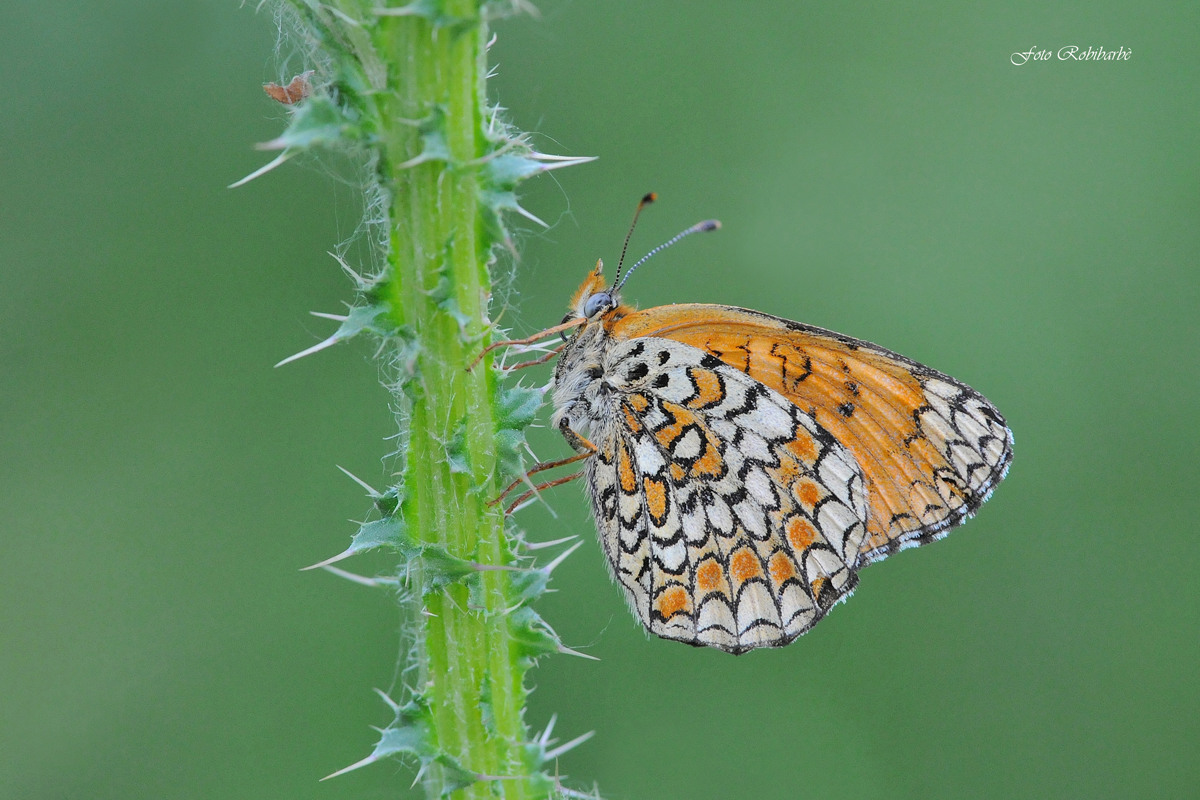 Febe...sulle spine...