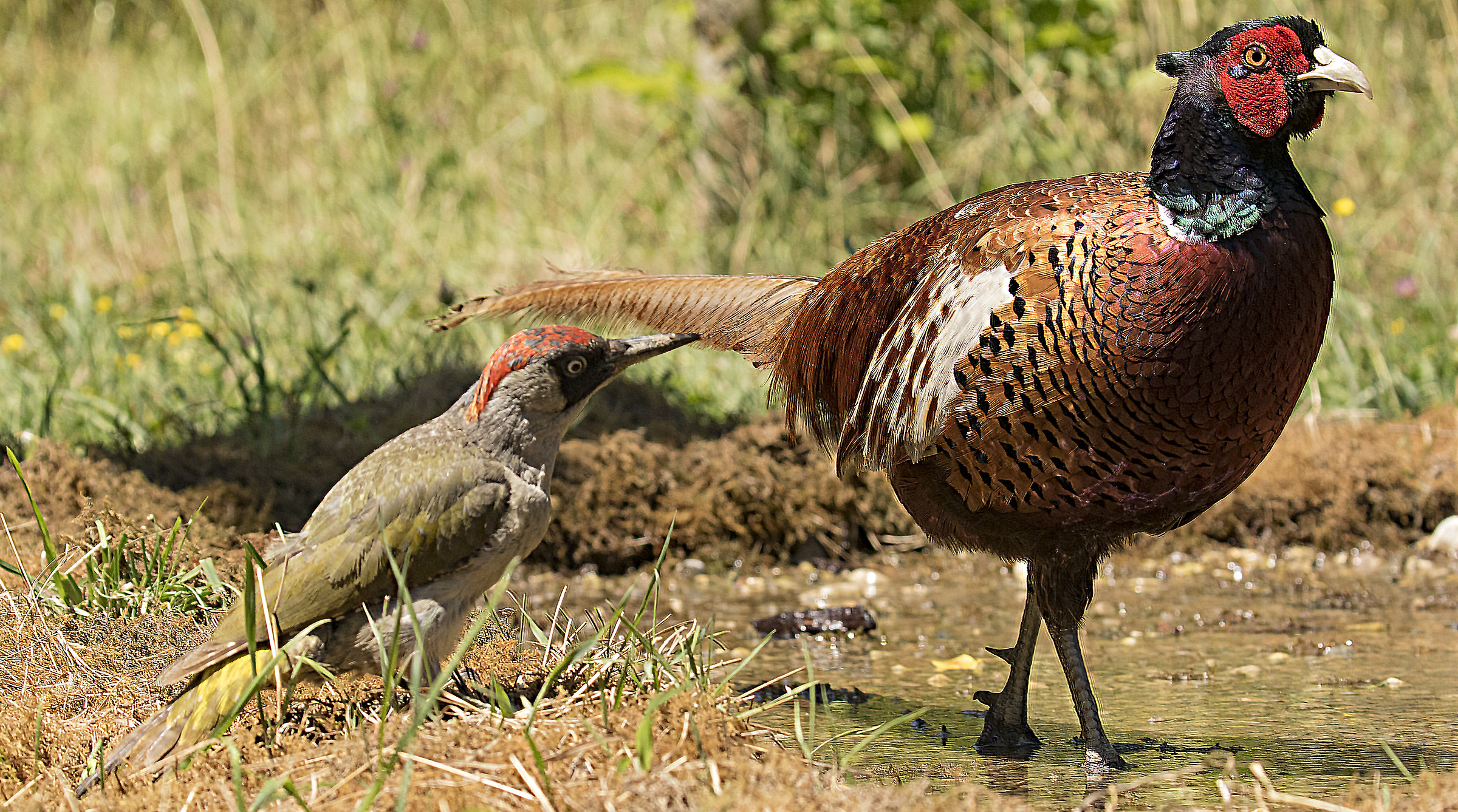 Do not dare touch me with that cocktail