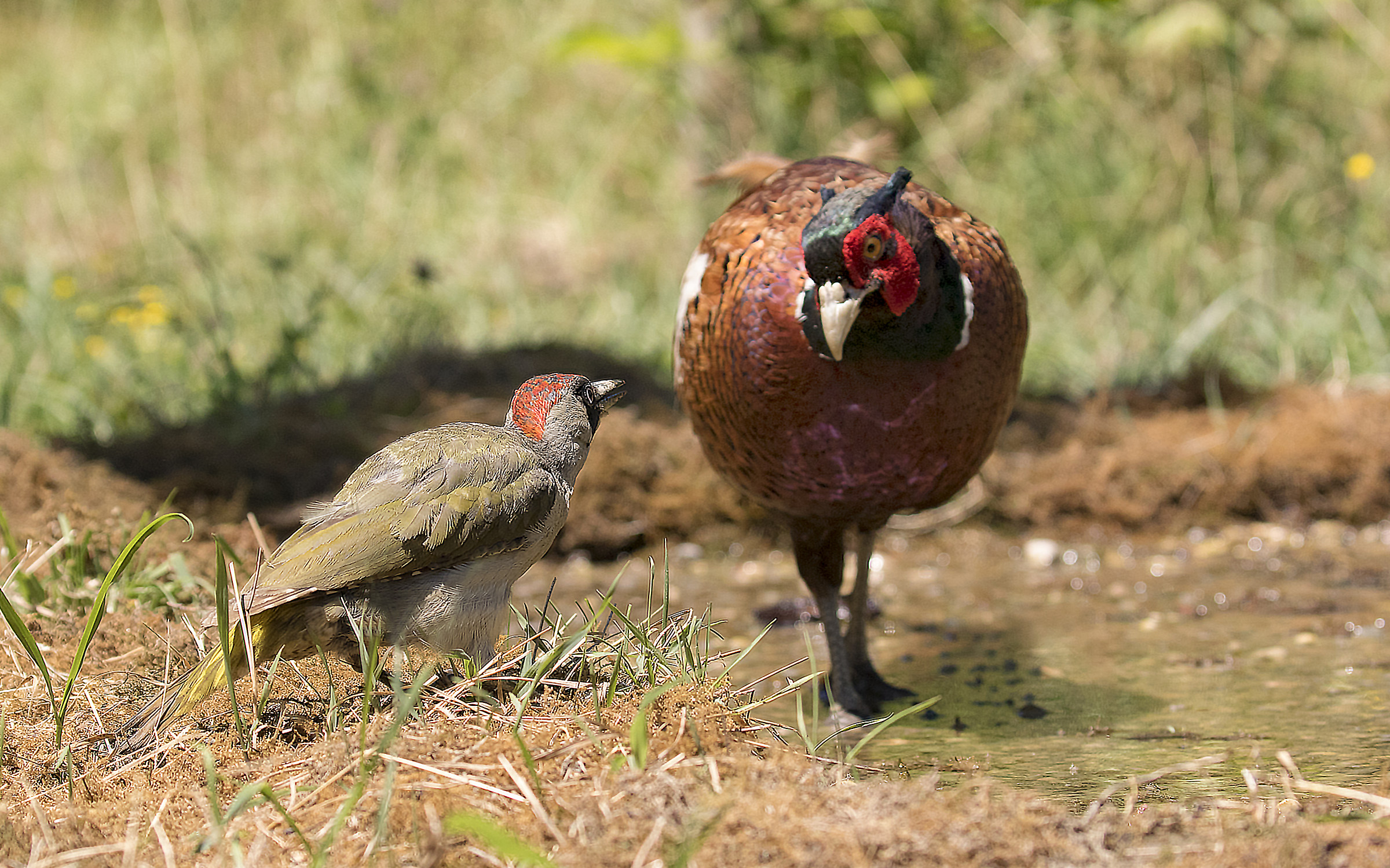 Do not dare touch my beast ..... remember I'm one