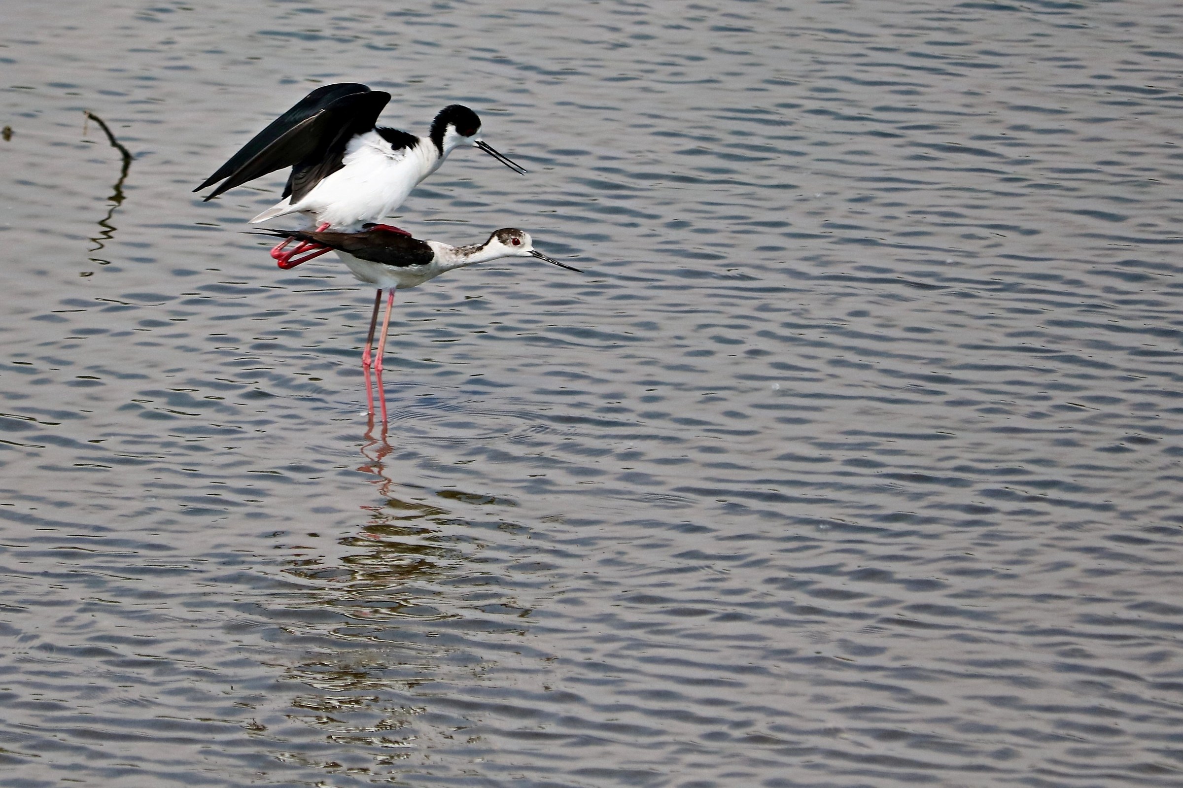 VM 18 - Please do not disturb