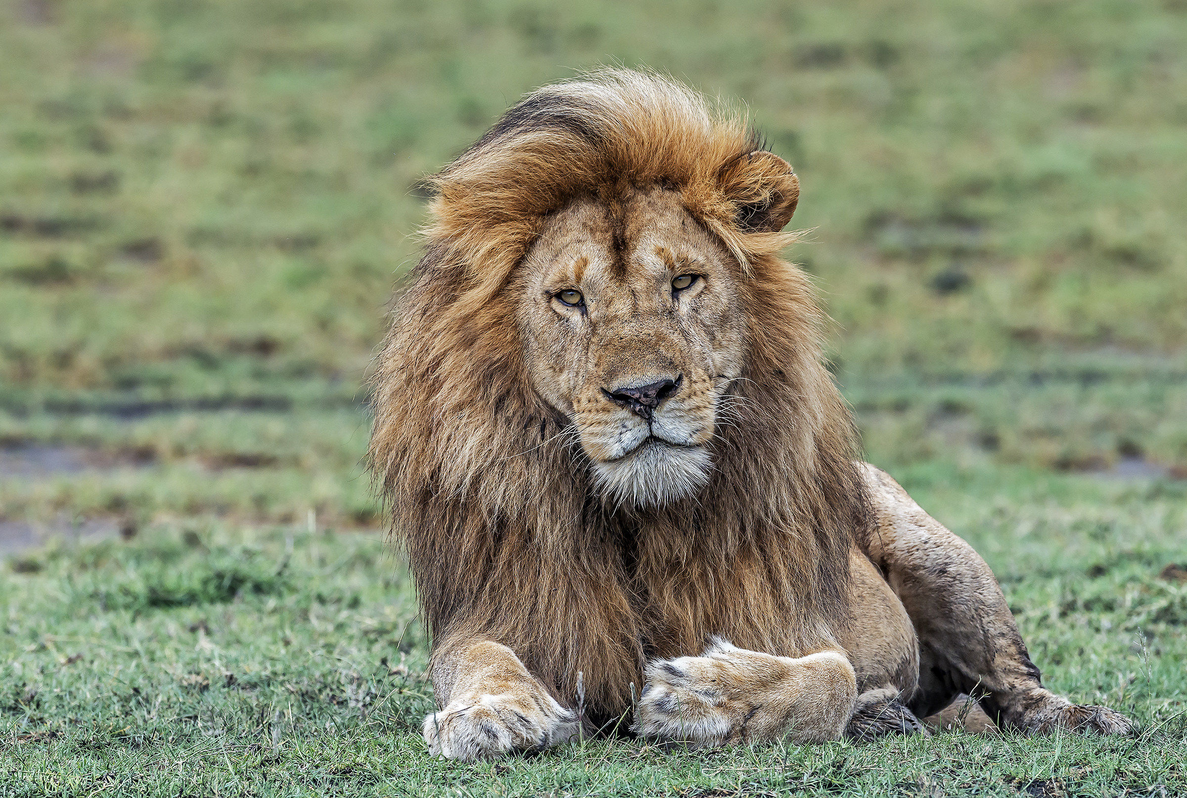 Tanzania 2017 - Nella palude di Ndutu