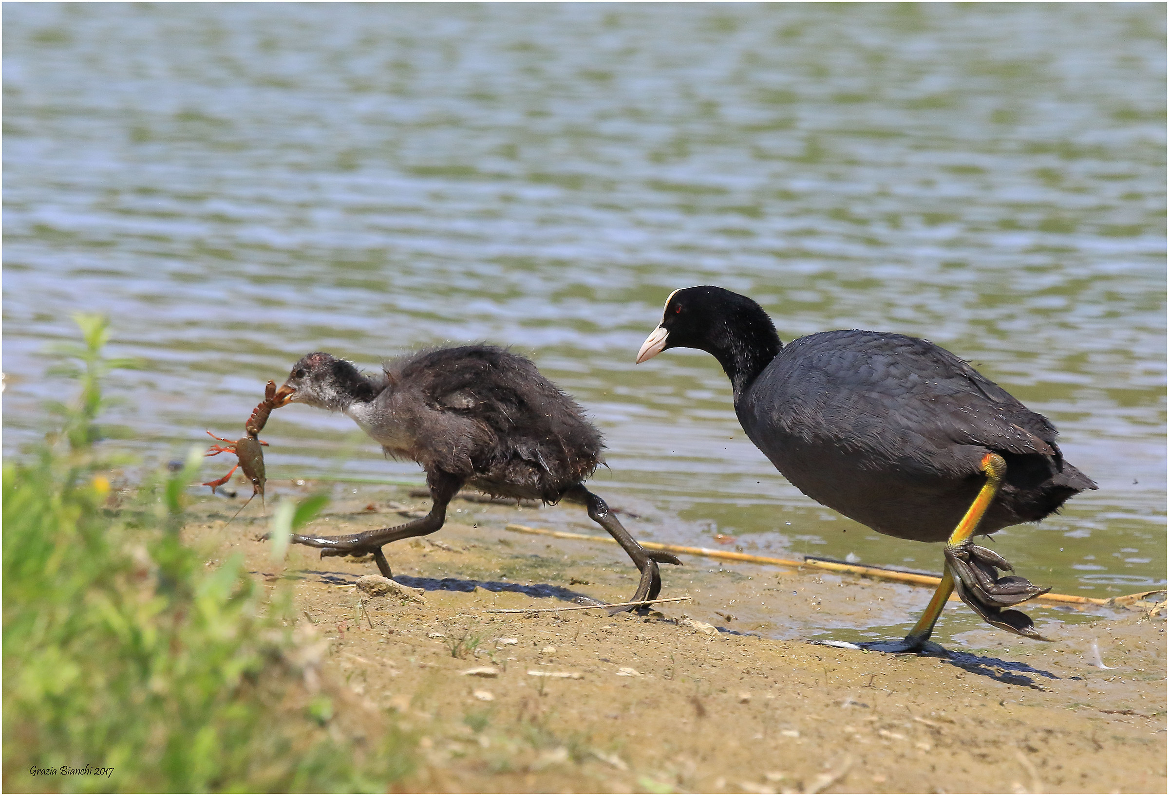 Folaga con pullo e grosso gambero - Parco della Piana