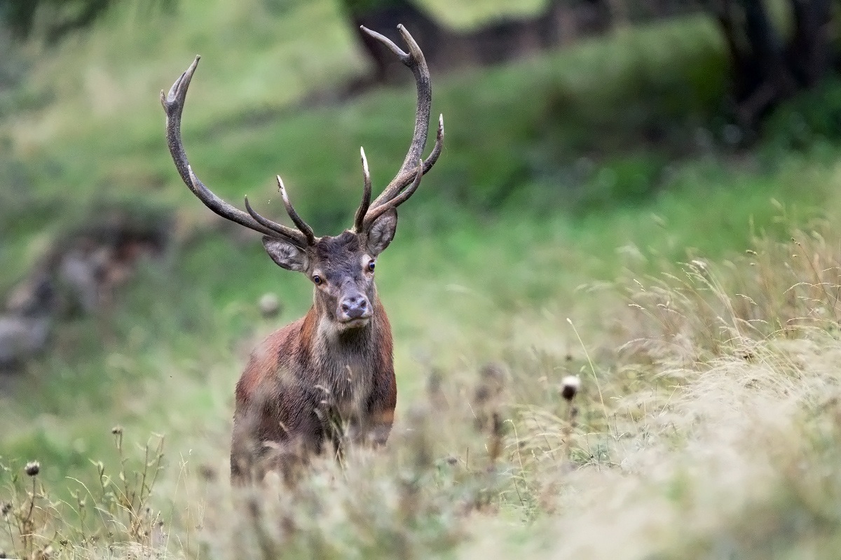 The first deer of 2012