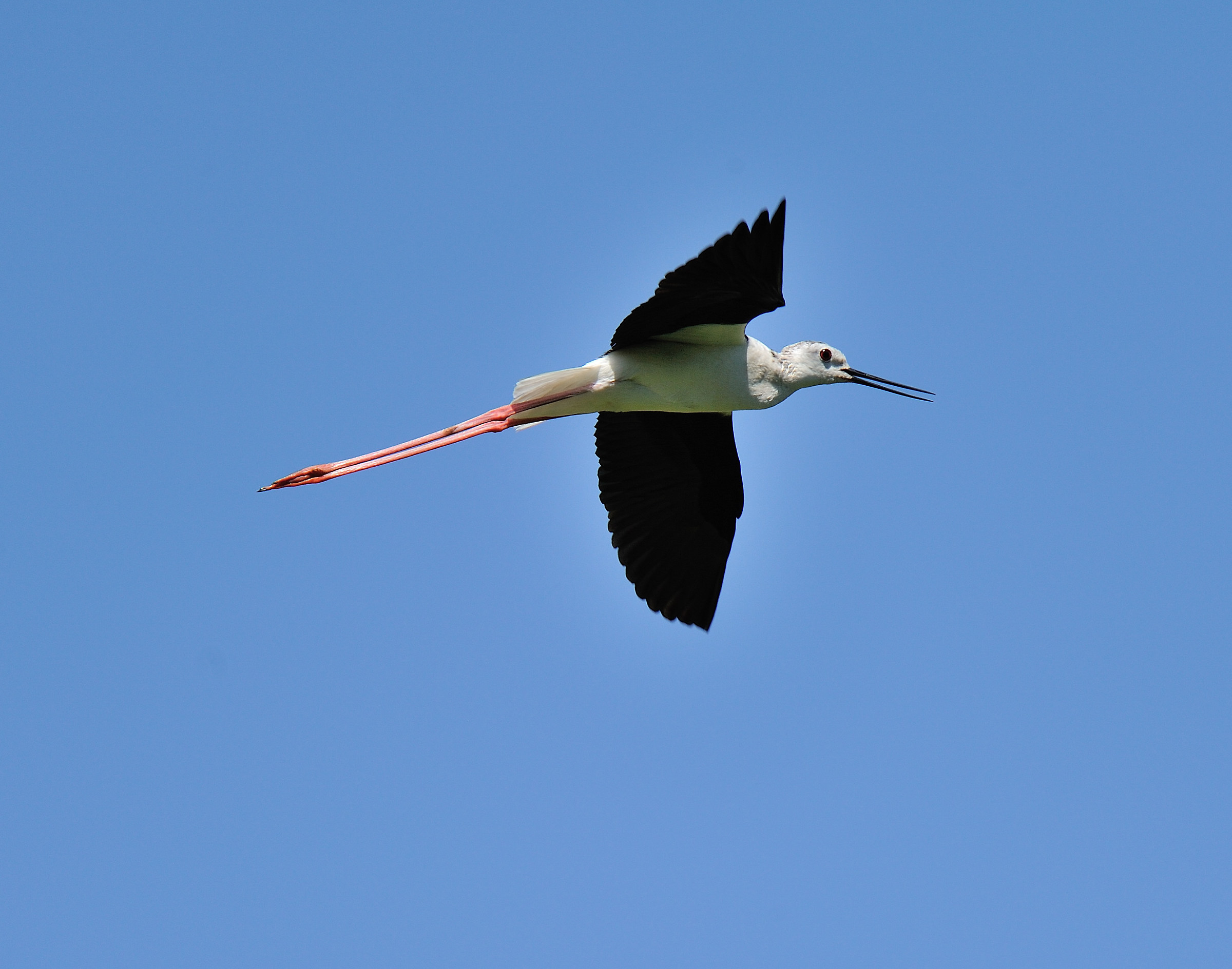 Centro cicogne Racconigi