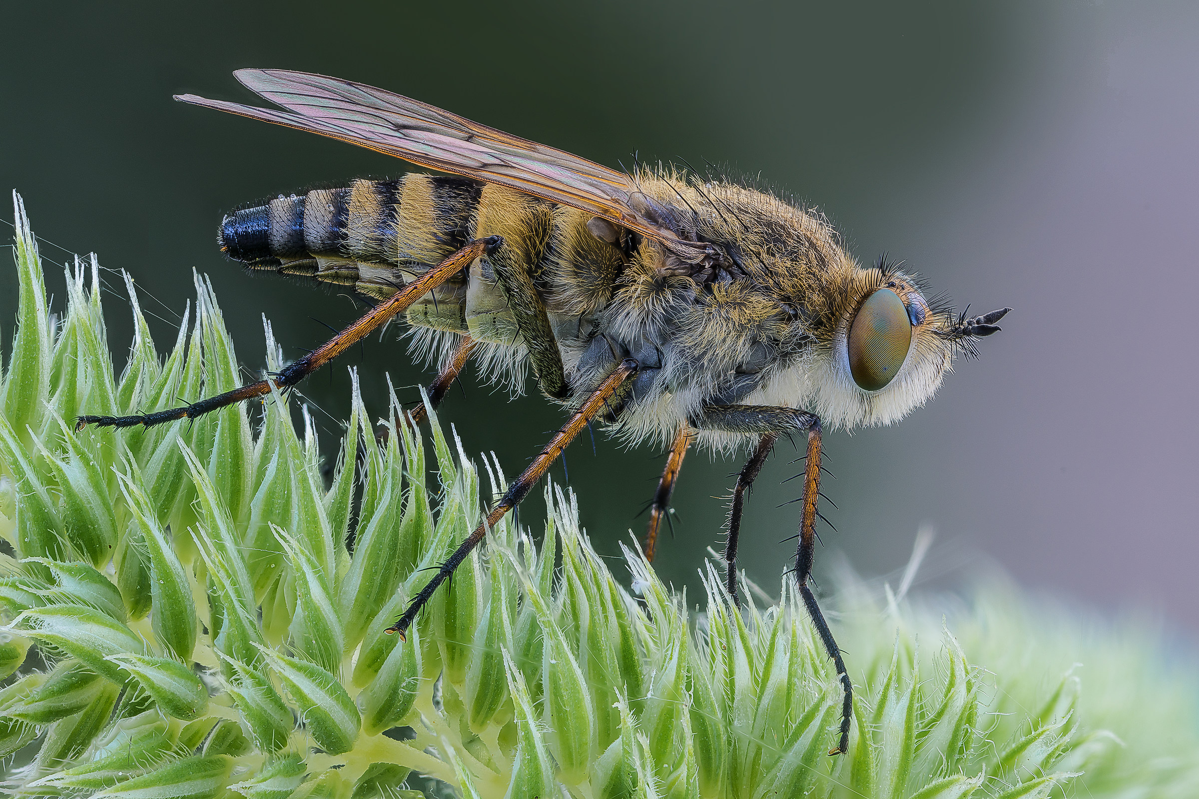 Thereva sp. &female;